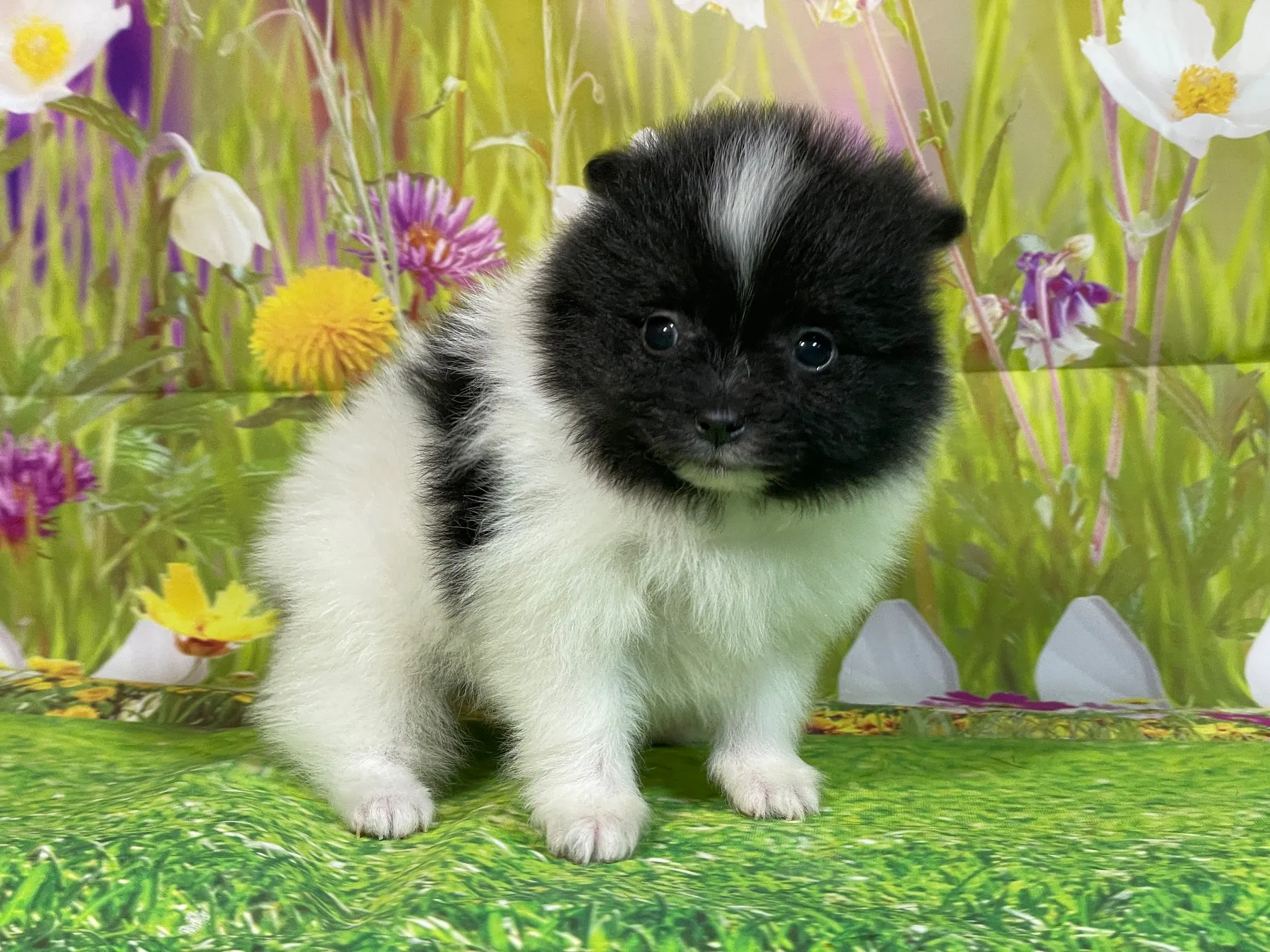 11/26生　ホワイト&ブラック♀