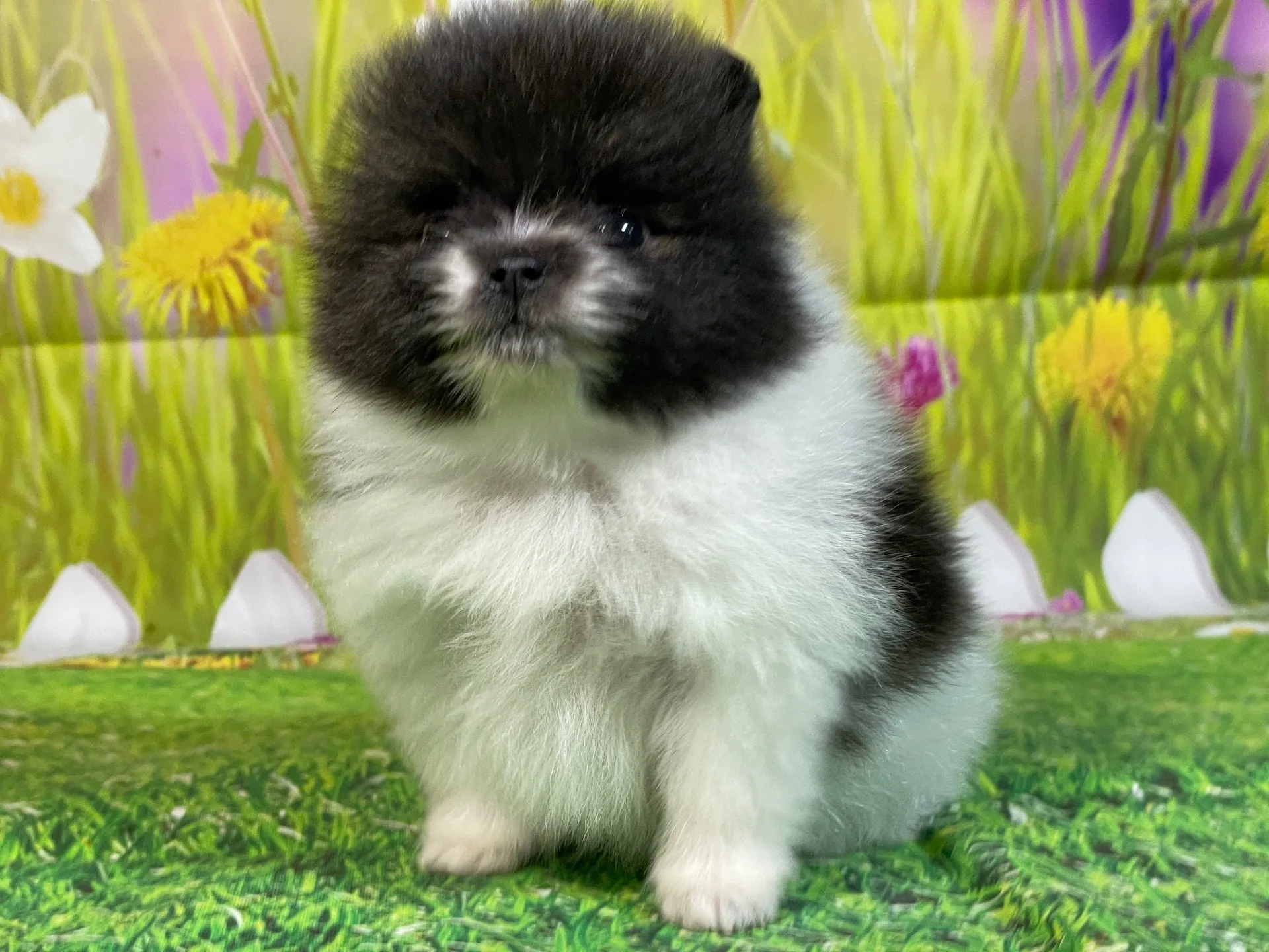 11/28生　ホワイト&ブリンドル♂