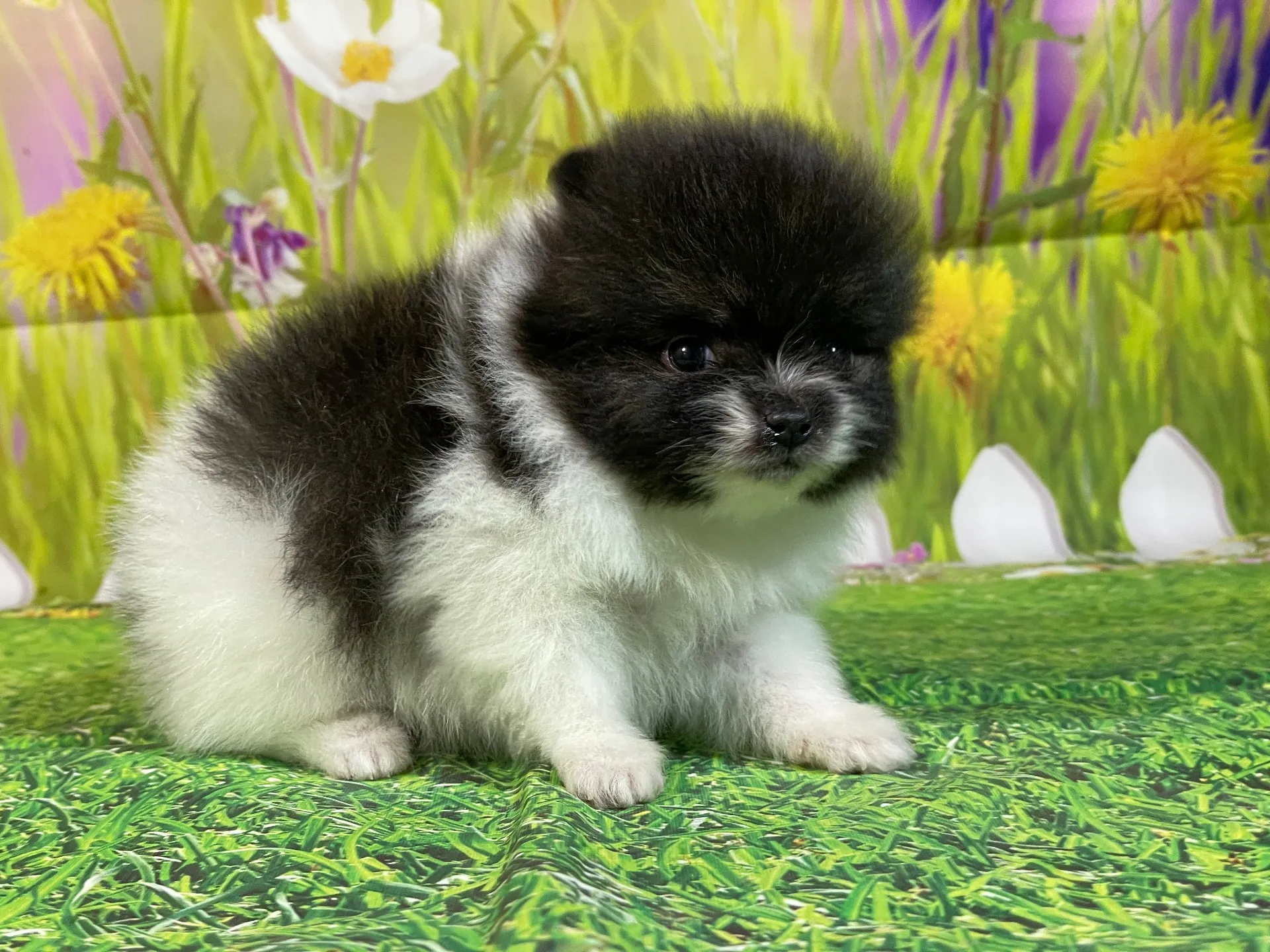 11/28生　ホワイト&ブリンドル♂