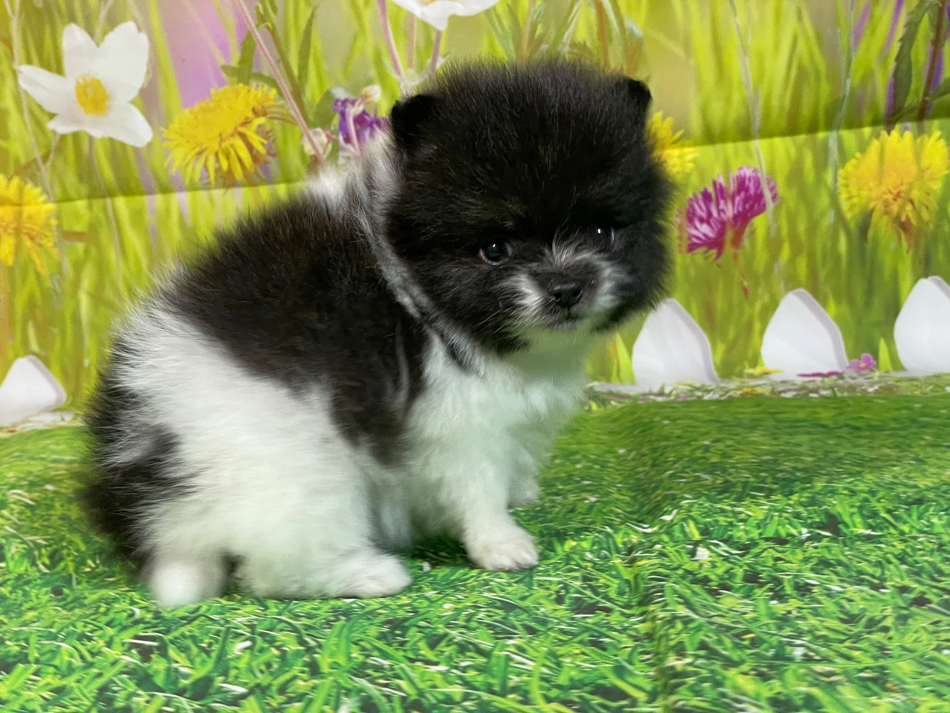 11/28生　ホワイト&ブリンドル♂