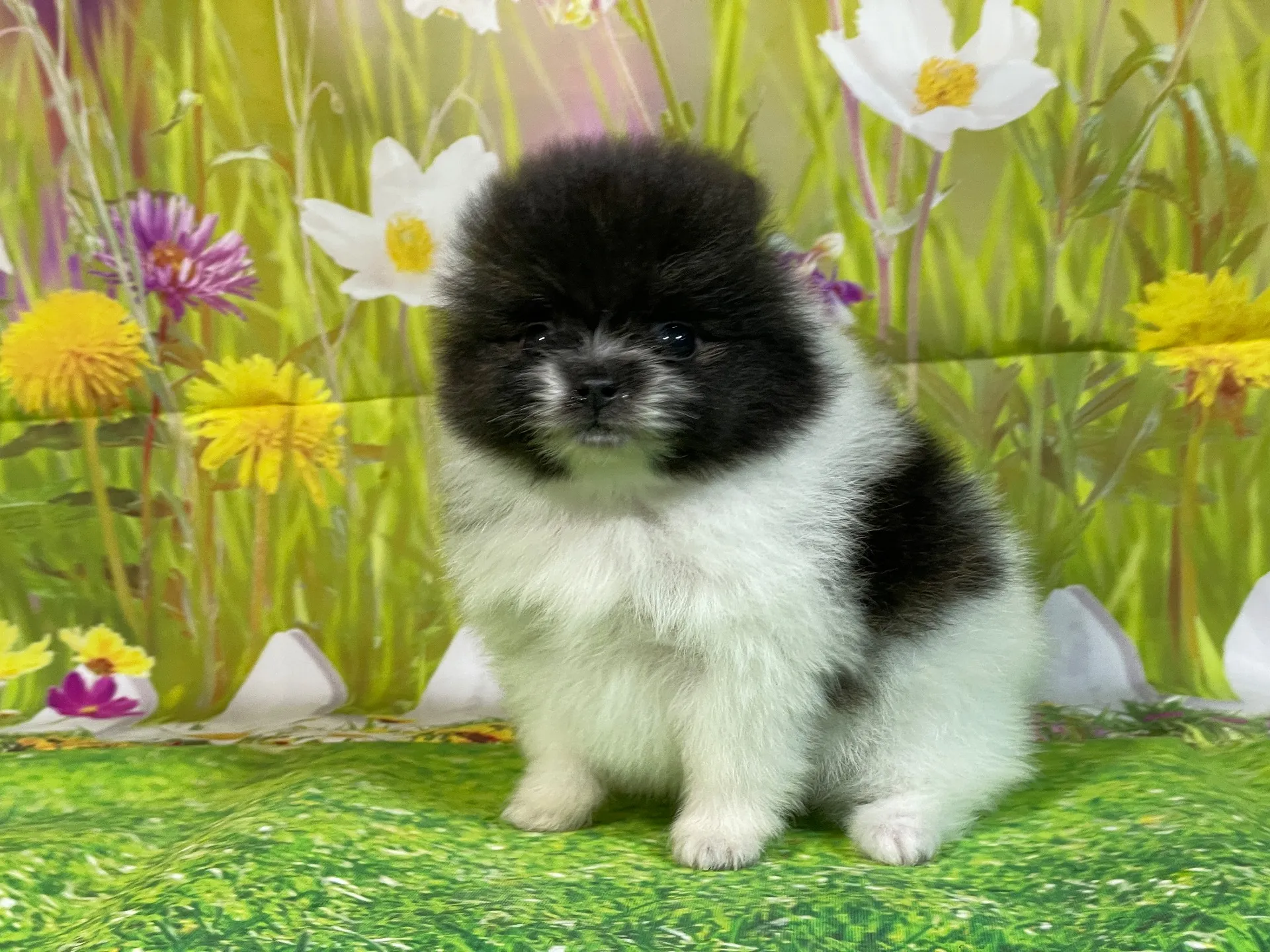 11/28生　ホワイト&ブリンドル♂