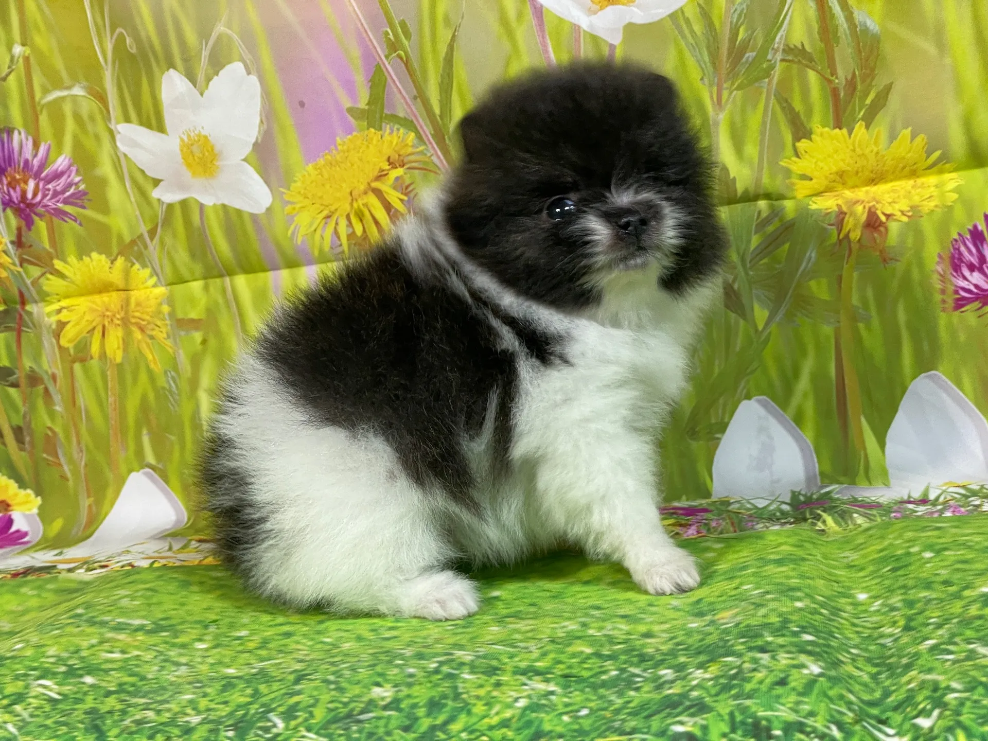 11/28生　ホワイト&ブリンドル♂