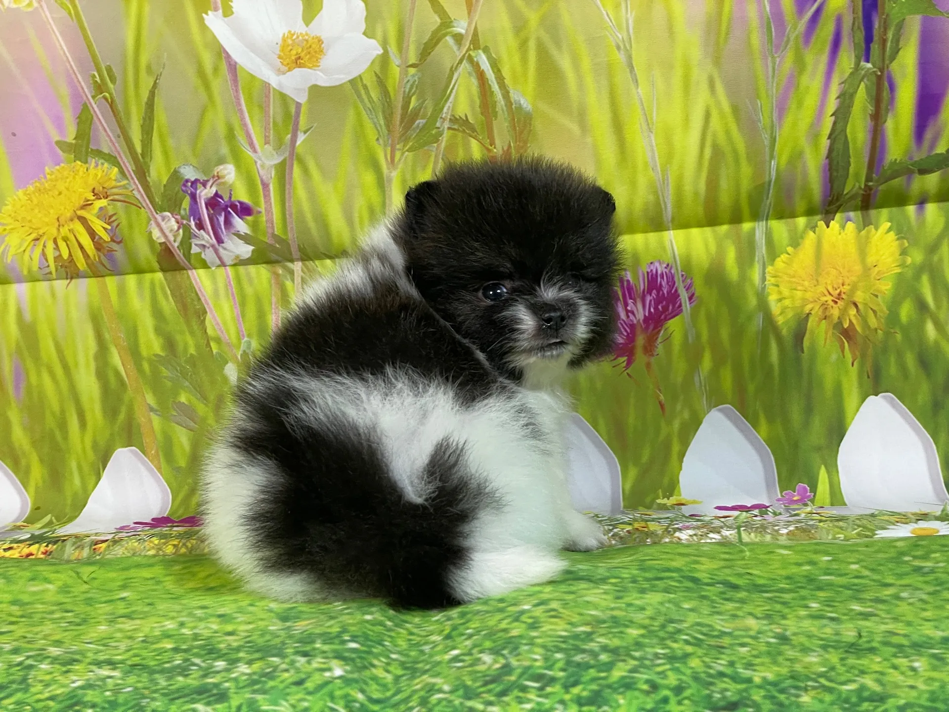 11/28生　ホワイト&ブリンドル♂