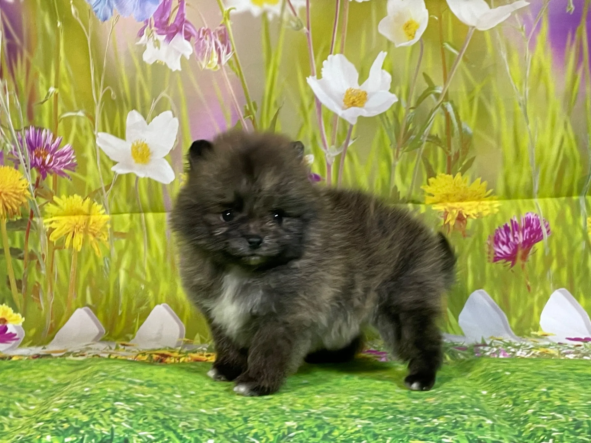 11/28生　ブリンドル♂