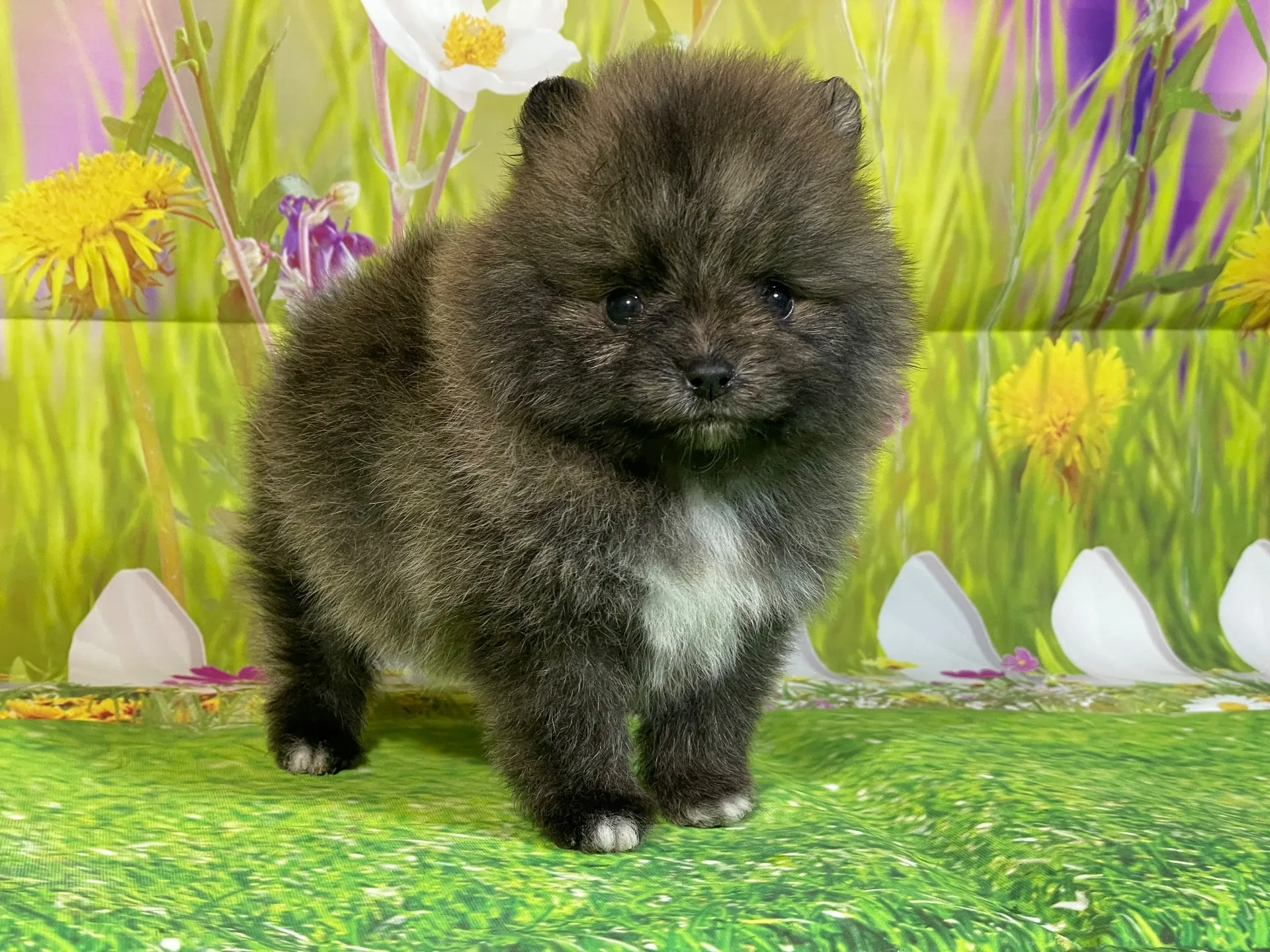 11/28生　ブリンドル♂