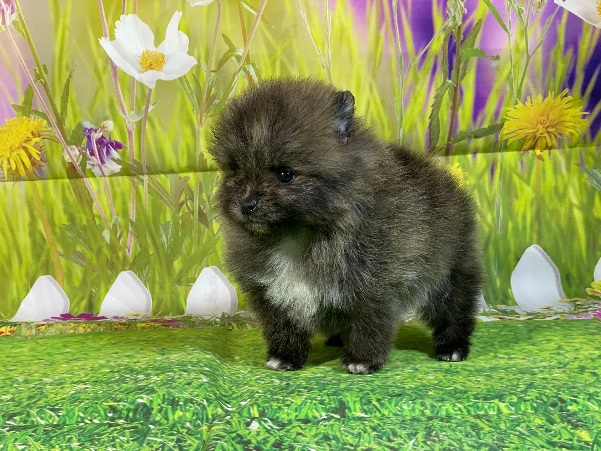 11/28生　ブリンドル♂