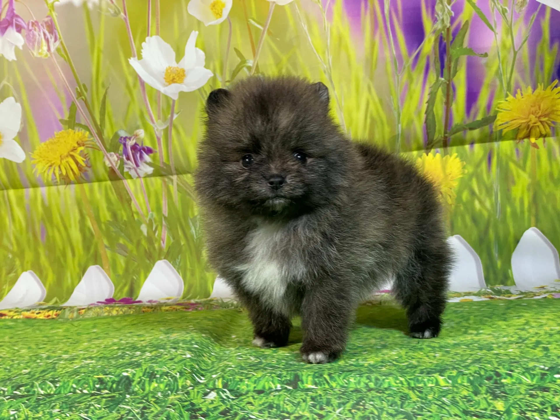 11/28生　ブリンドル♂