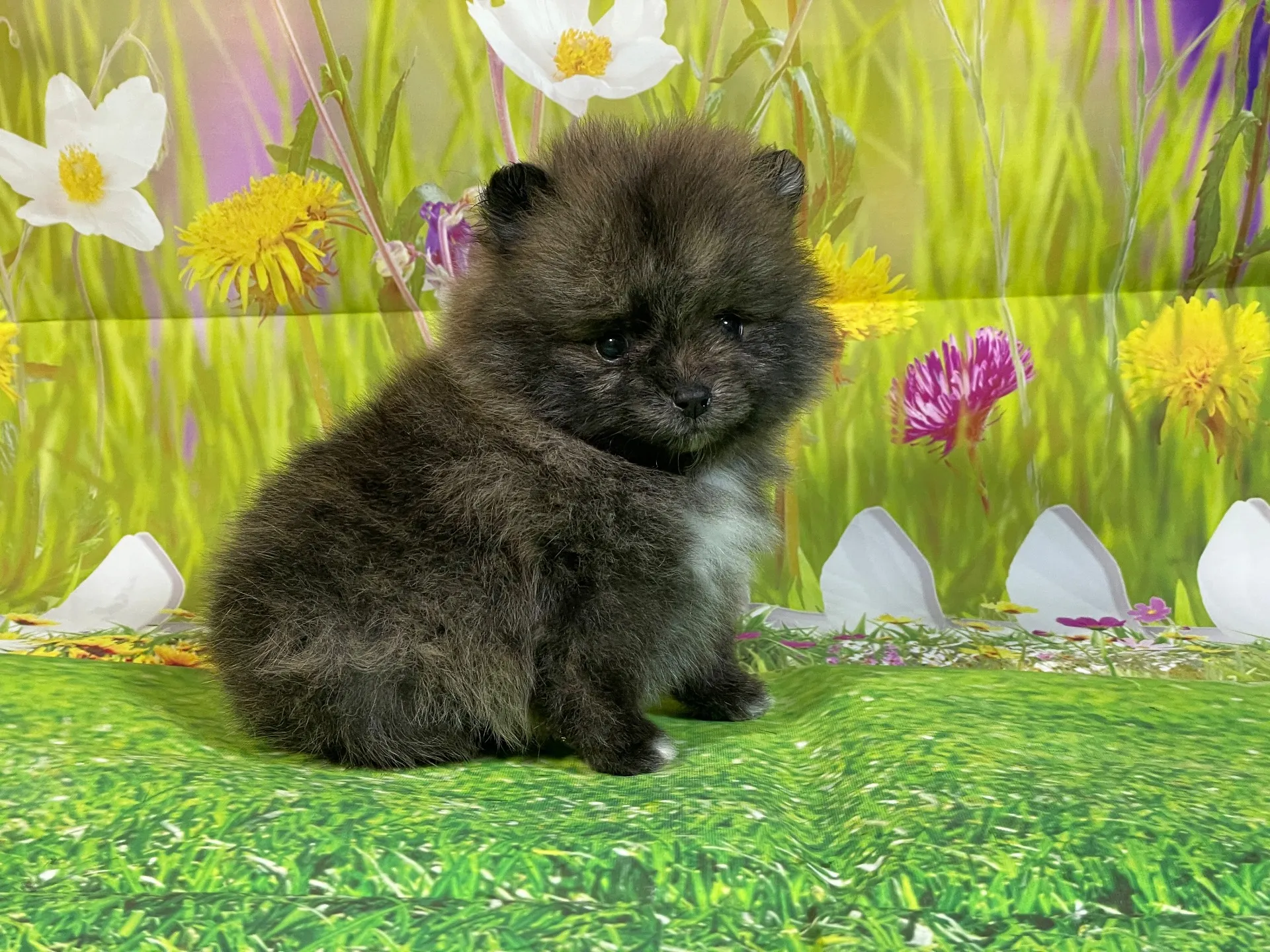 11/28生　ブリンドル♂