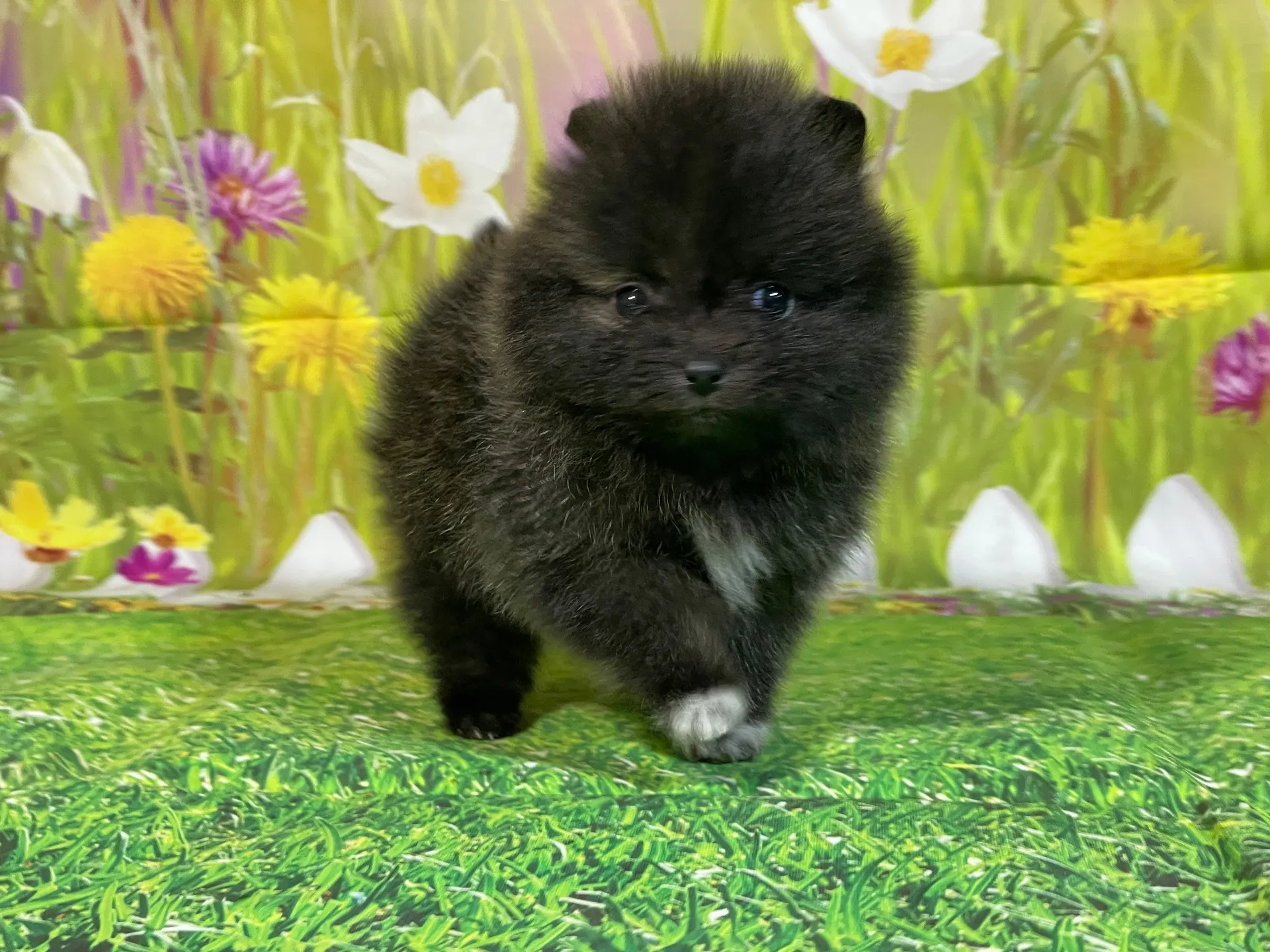 11/28生　ブリンドル♀