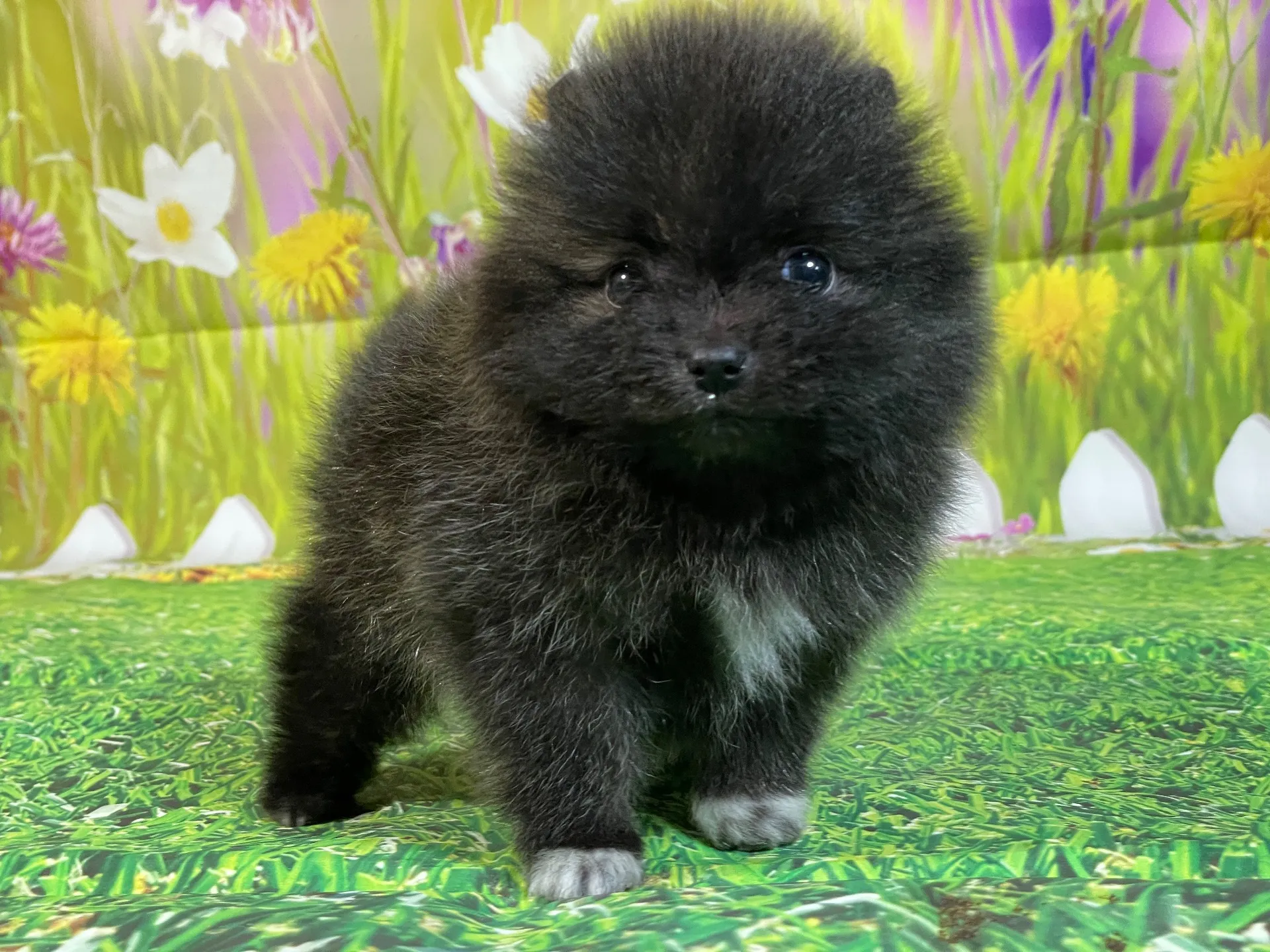 11/28生　ブリンドル♀