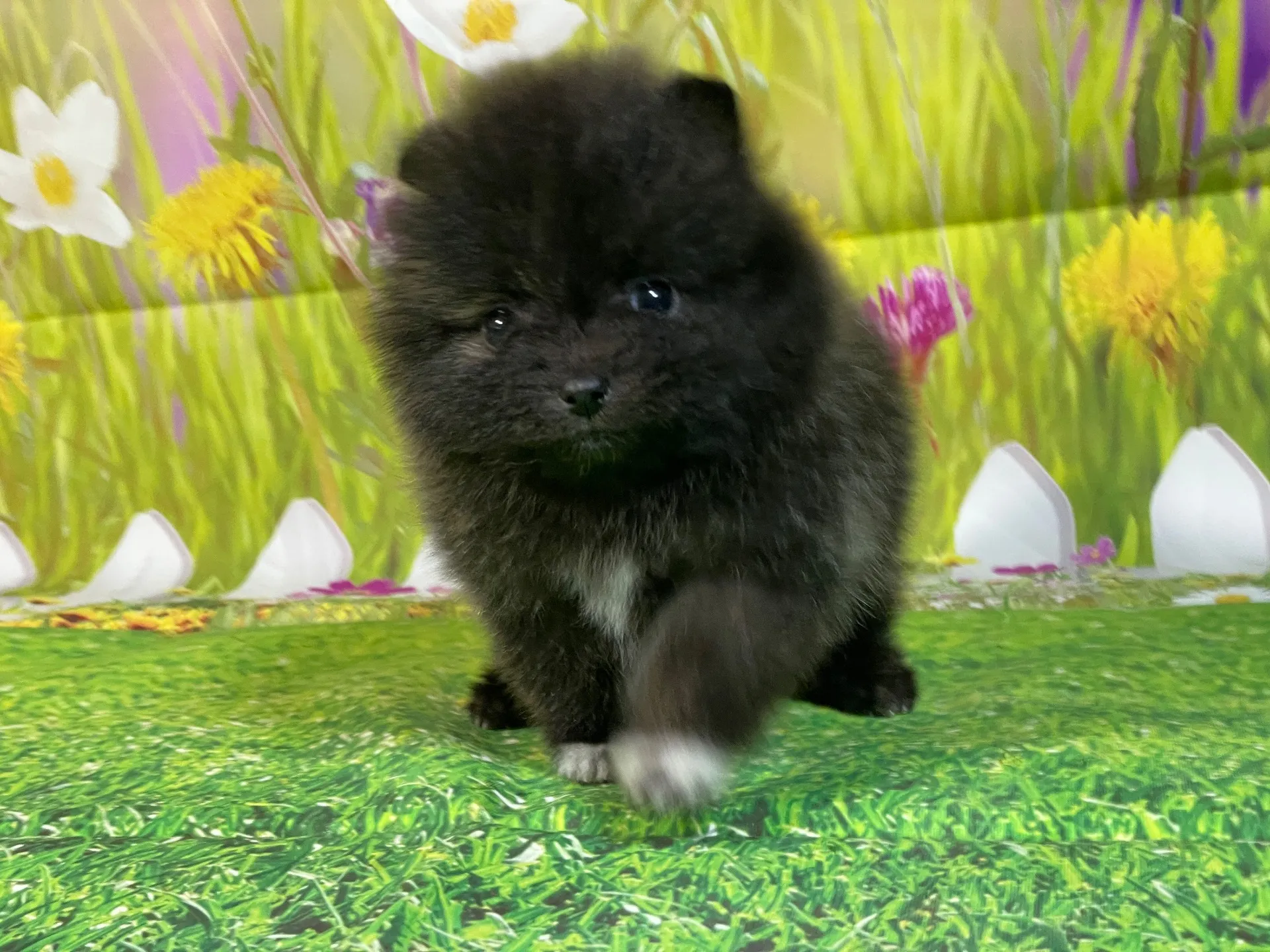 11/28生　ブリンドル♀