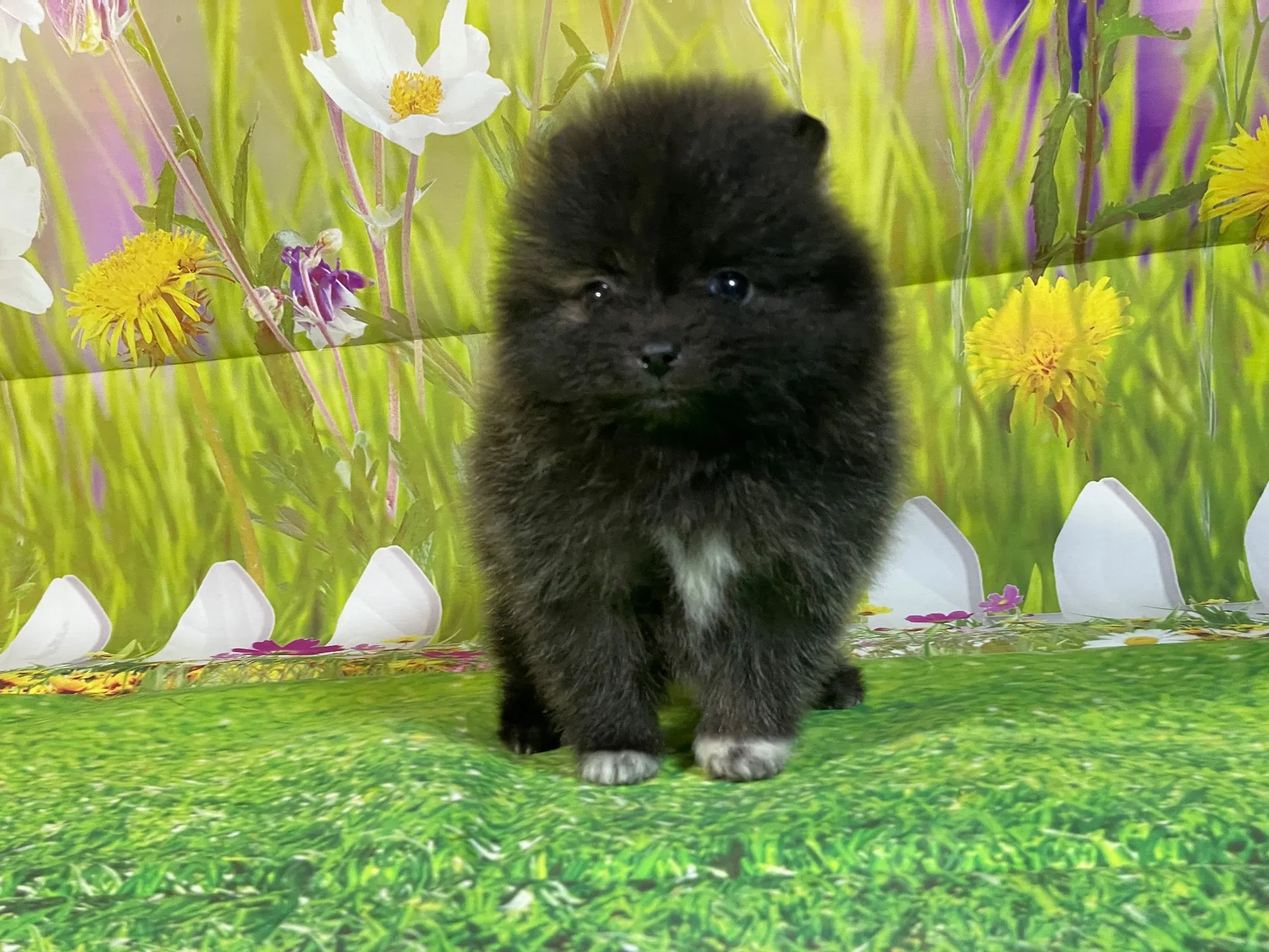 11/28生　ブリンドル♀