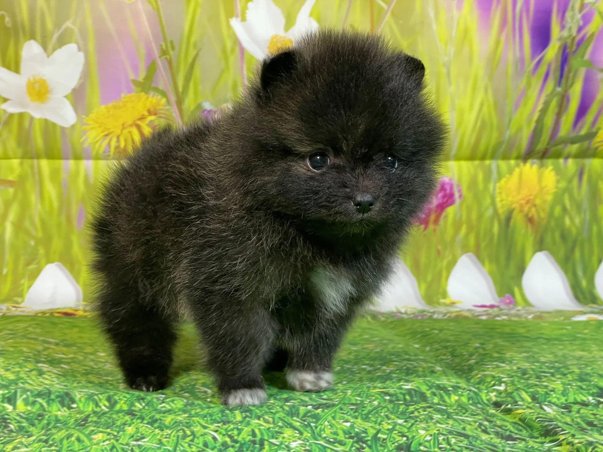 11/28生　ブリンドル♀