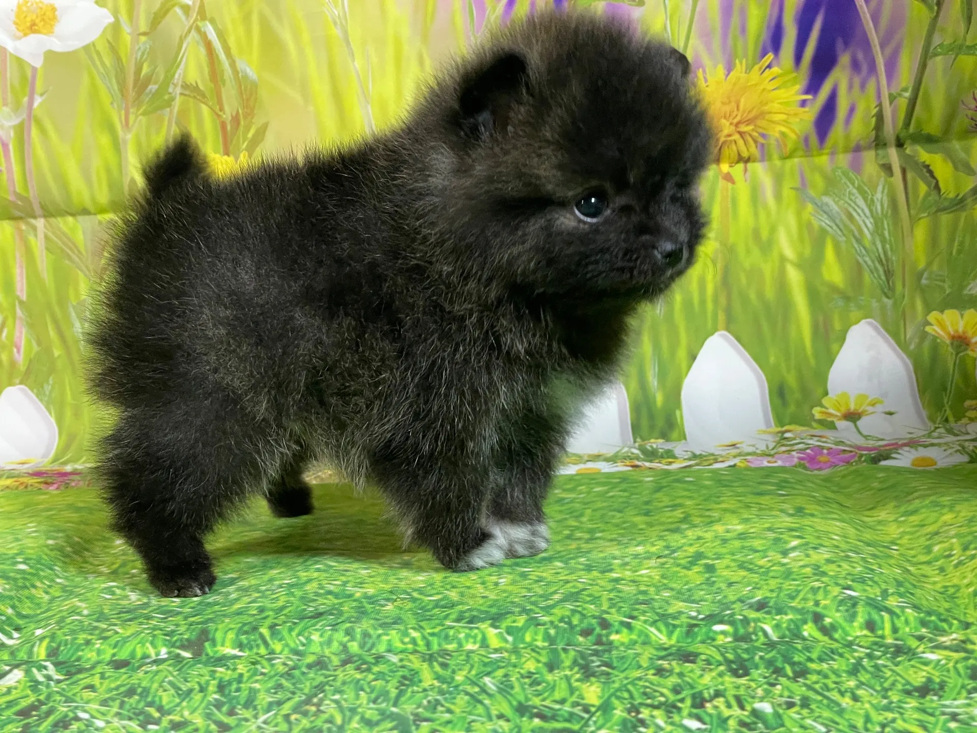 11/28生　ブリンドル♀