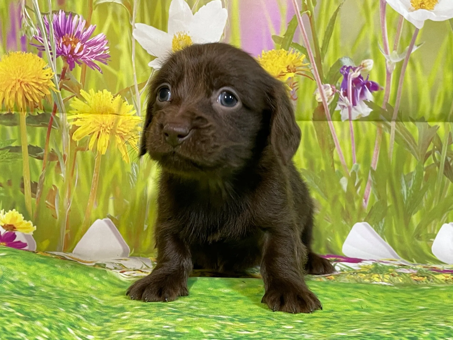 12/11生　チョコソリッド♀