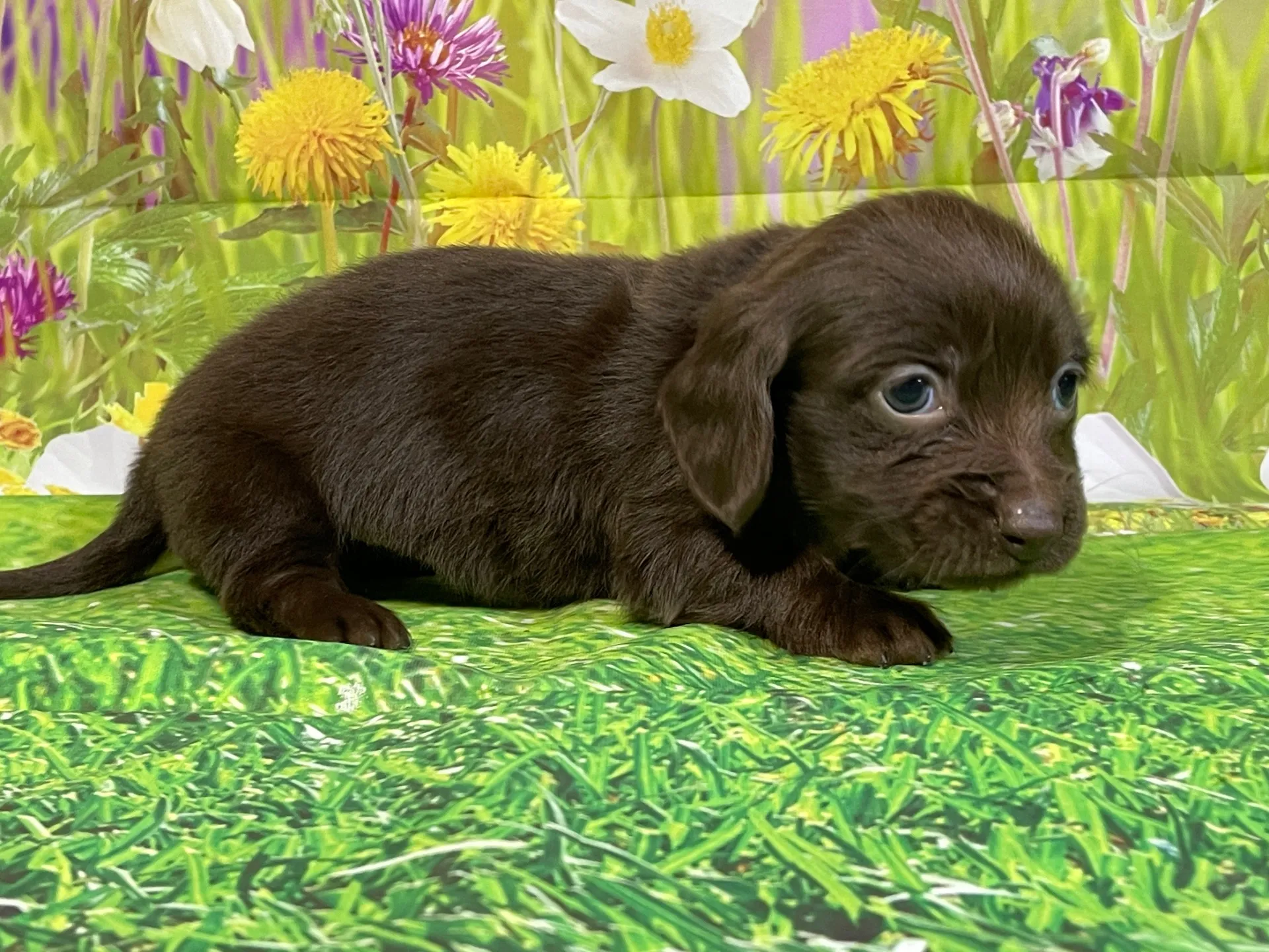 12/11生　チョコソリッド♀