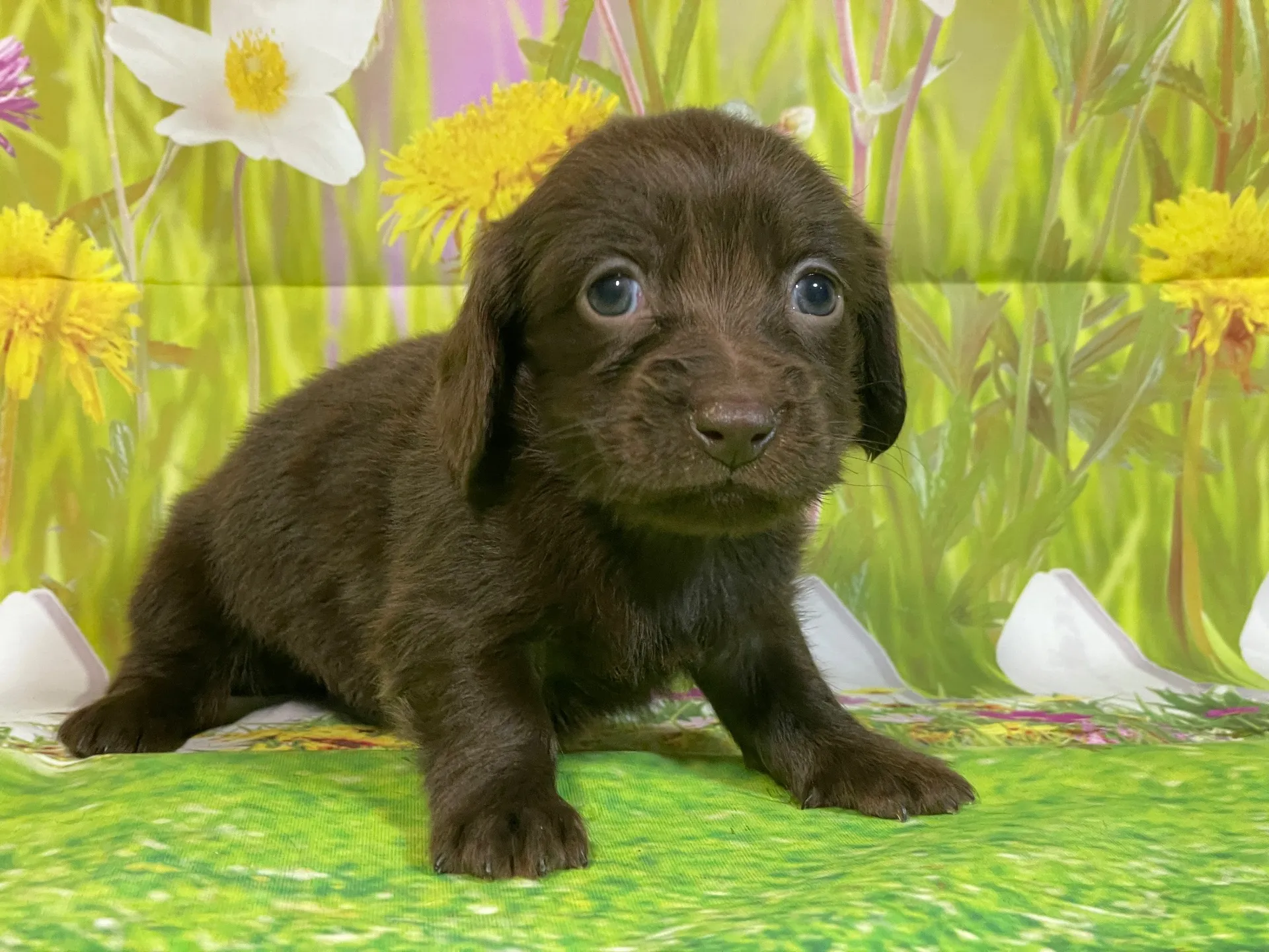 12/11生　チョコソリッド♀