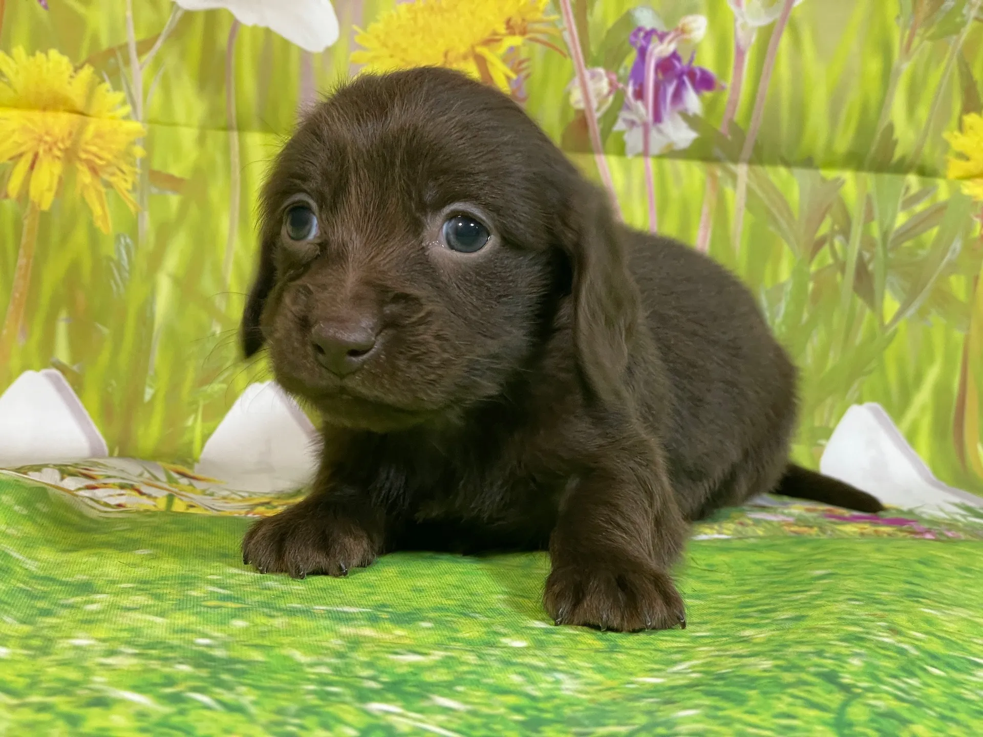 12/11生　チョコソリッド♀