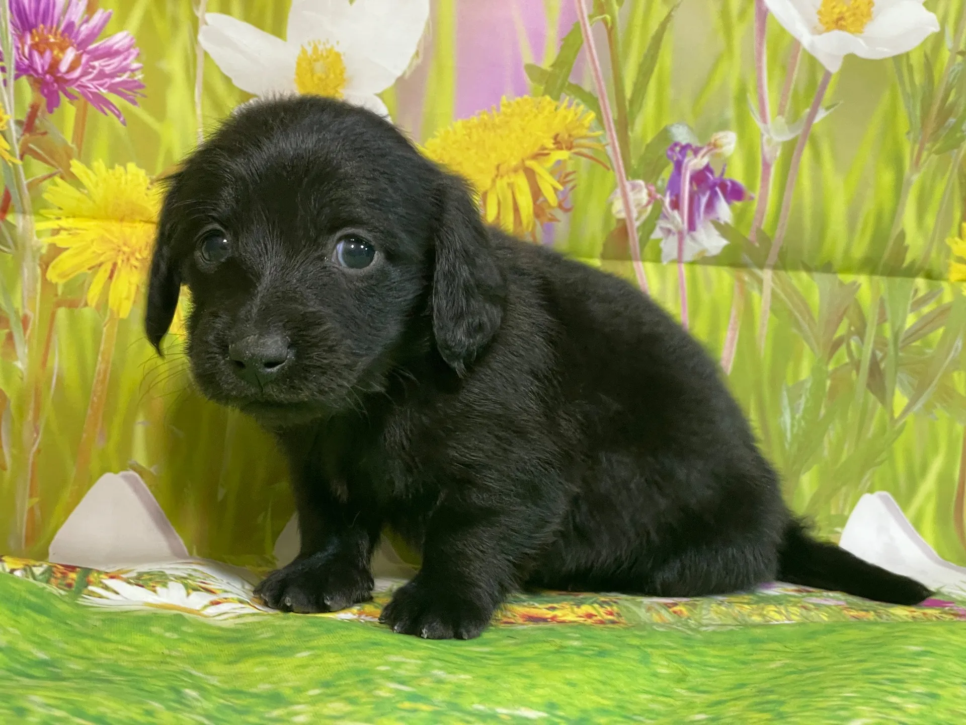 12/11生　ブラックソリッド♀