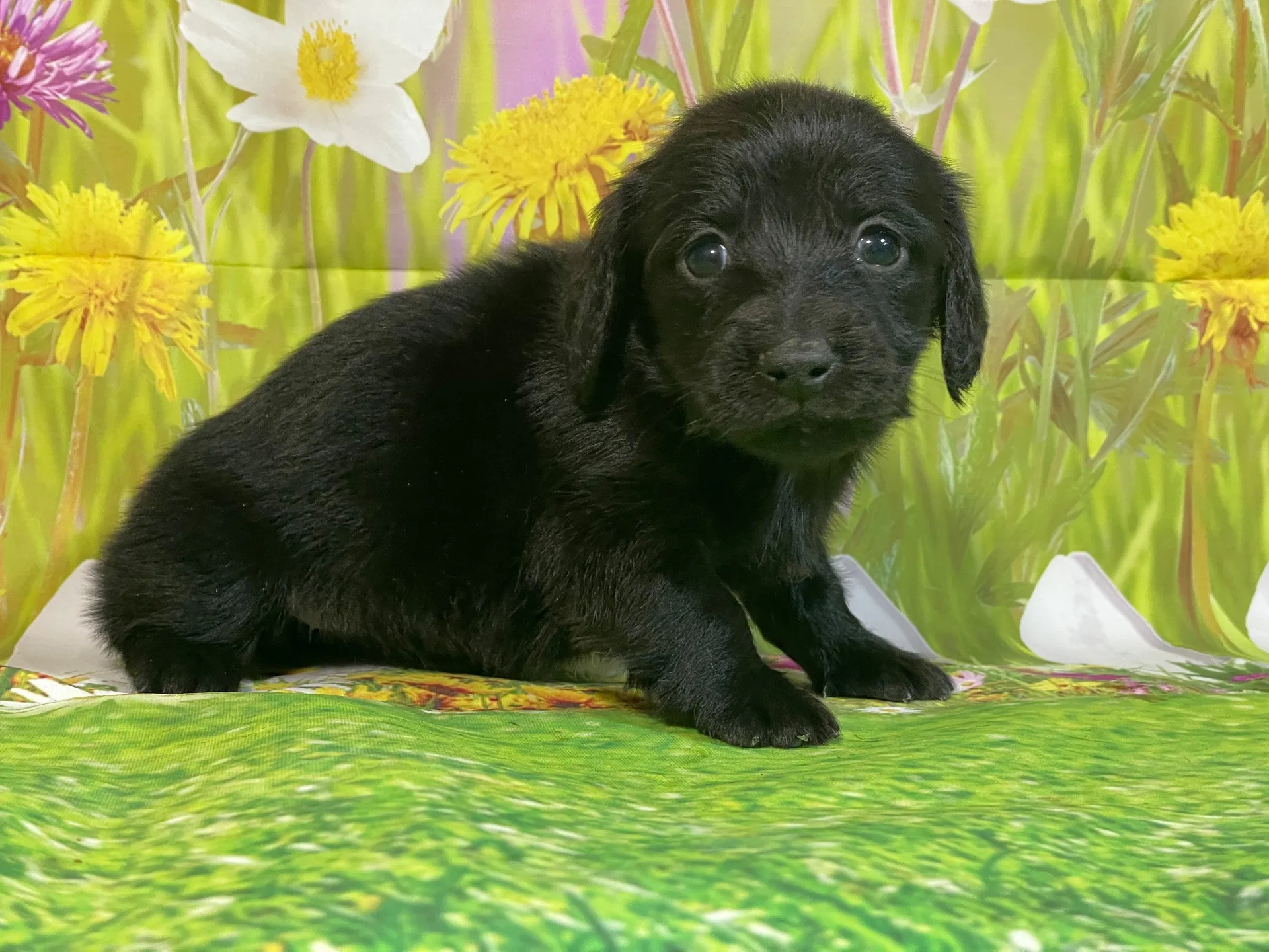 12/11生　ブラックソリッド♀