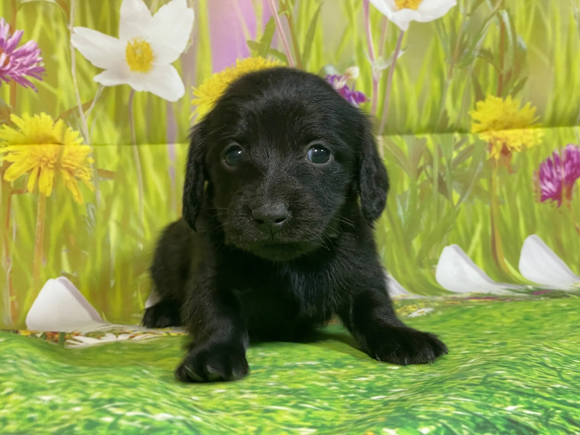 12/11生　ブラックソリッド♀