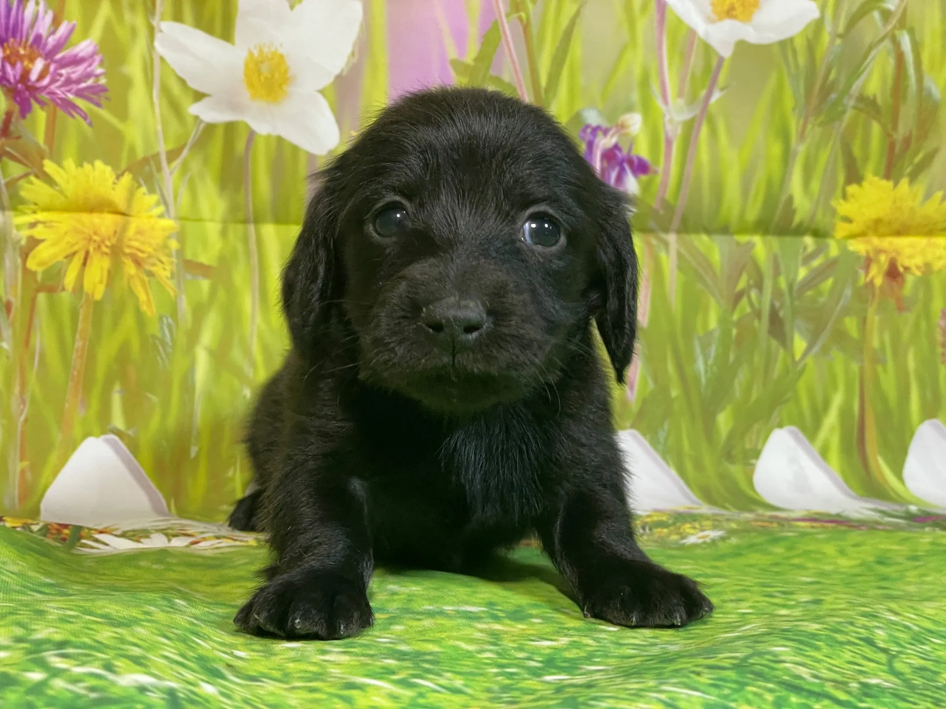 12/11生　ブラックソリッド♀