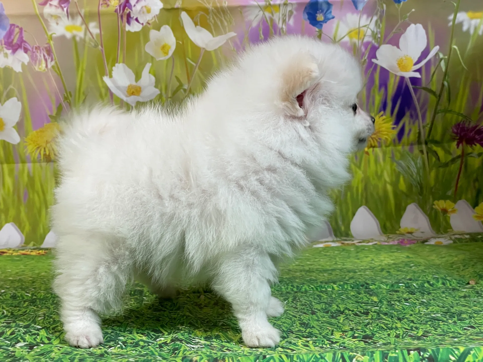 11/26生　ホワイト&クリーム♂