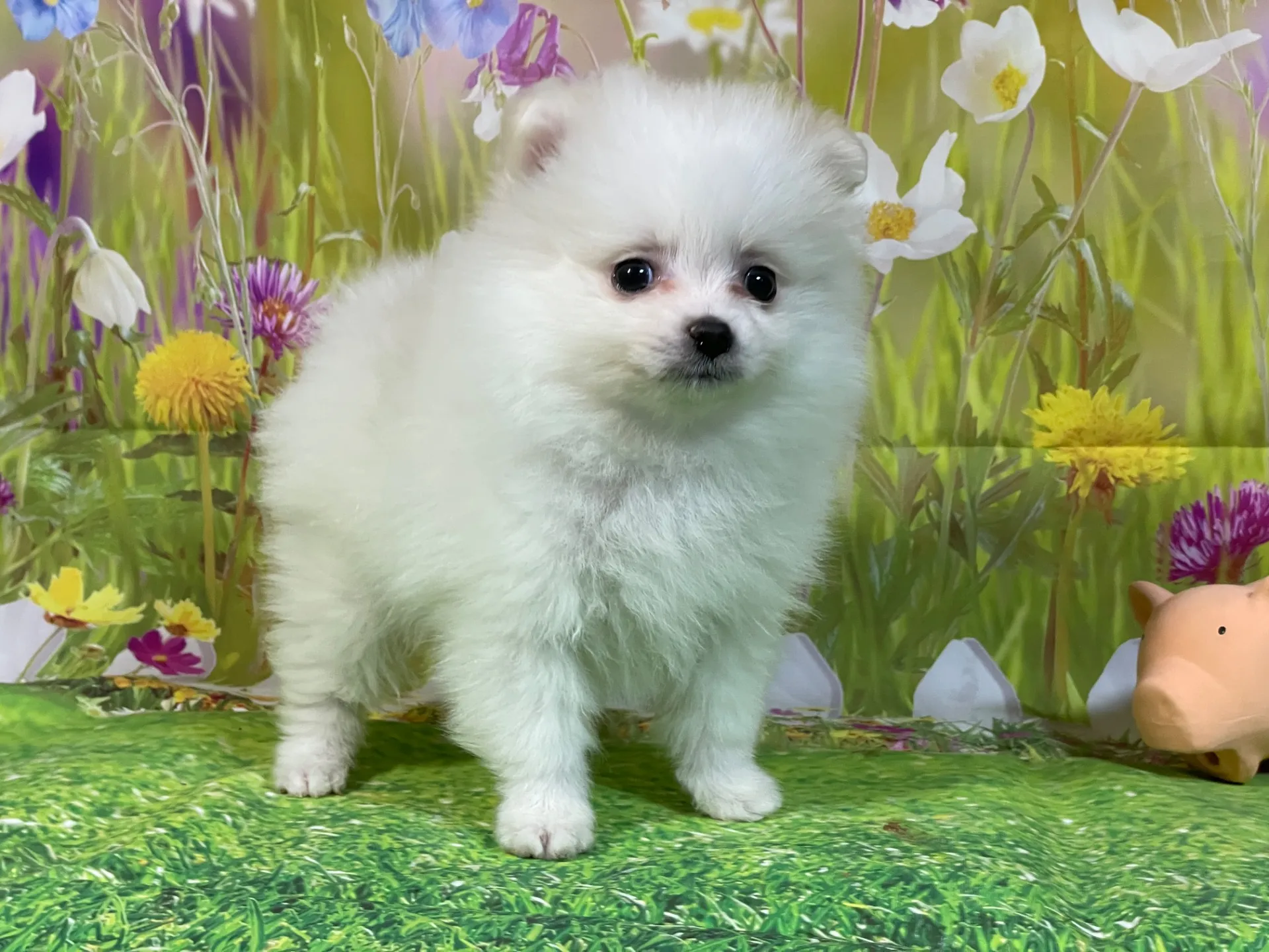 11/26生　ホワイト&クリーム♂