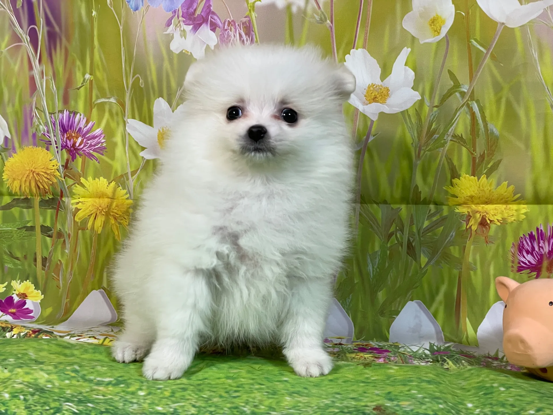 11/26生　ホワイト&クリーム♂