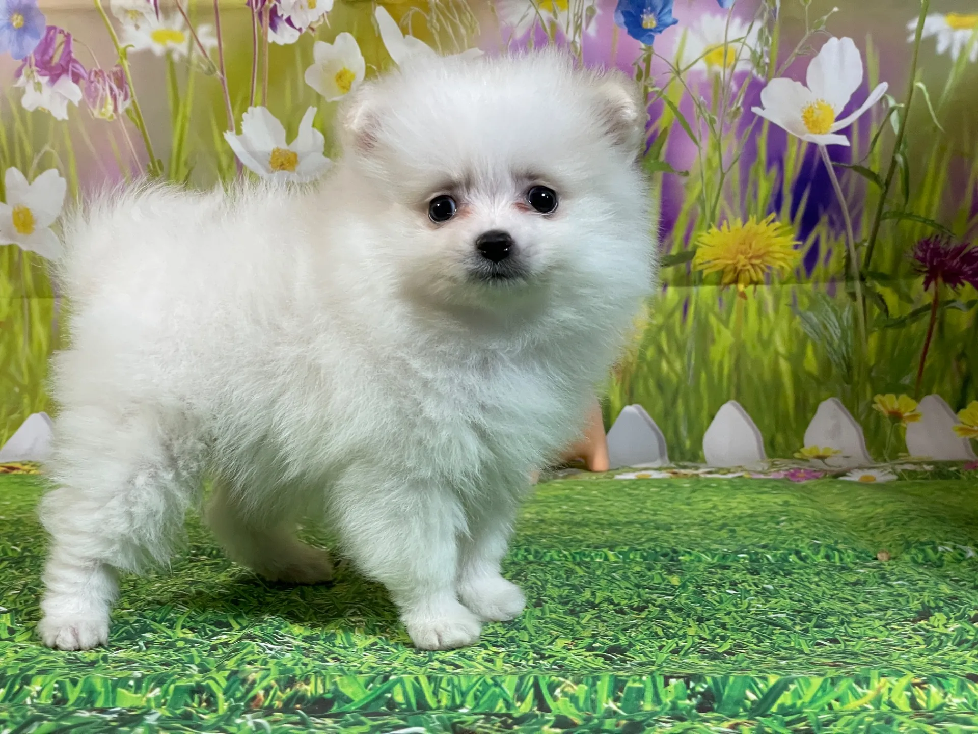 11/26生　ホワイト&クリーム♂