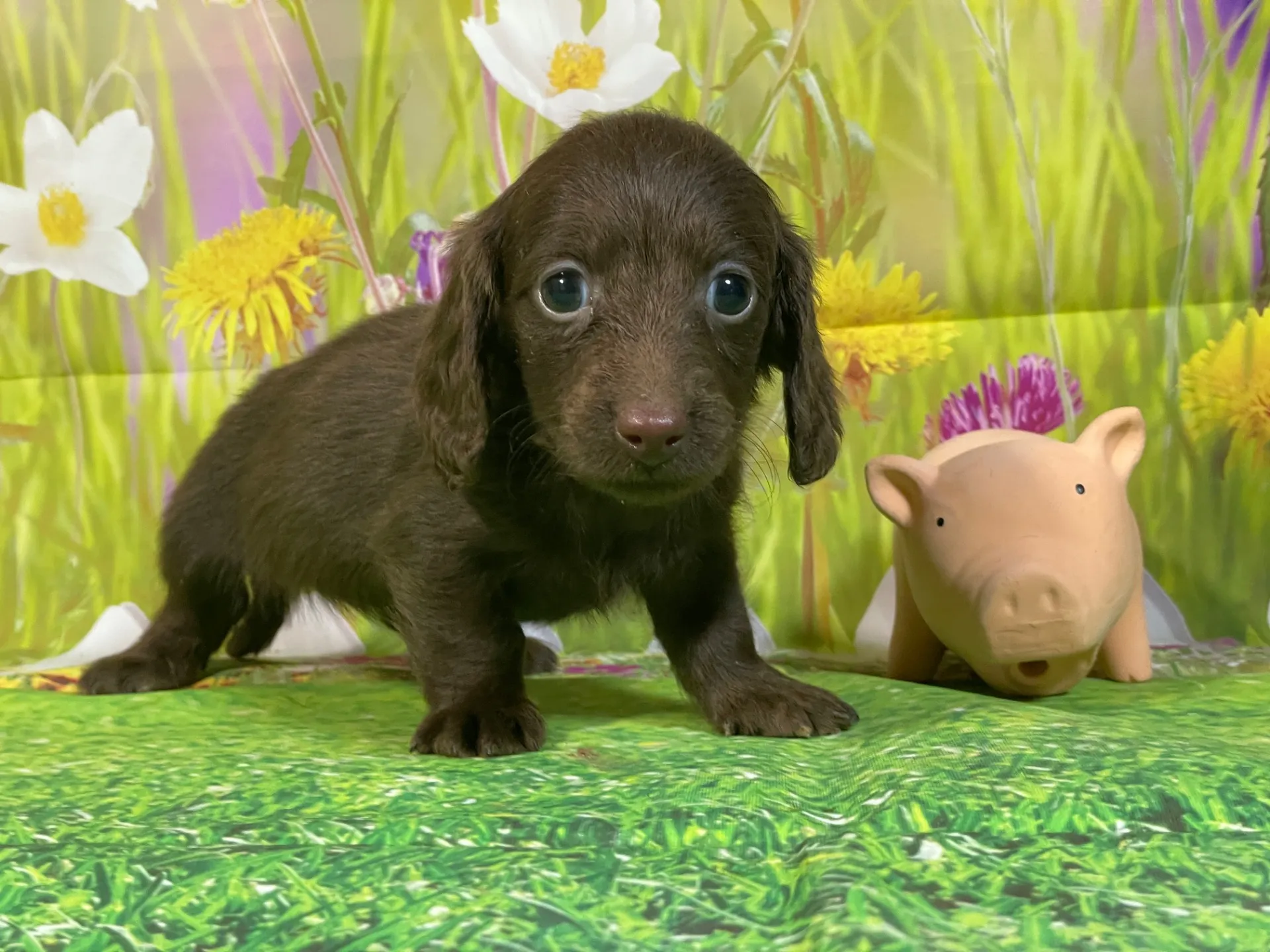 12/11生　チョコソリッド♀