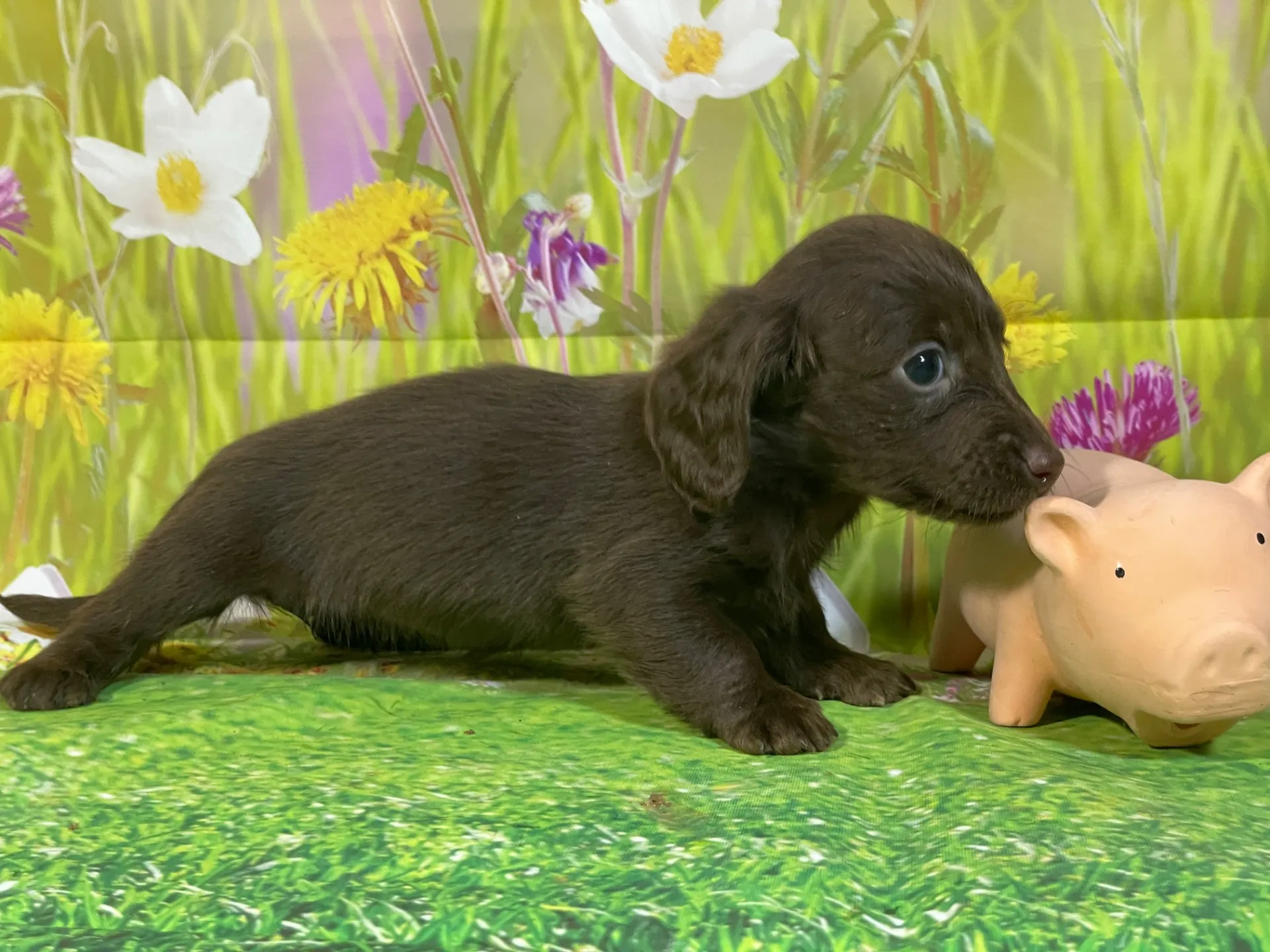 12/11生　チョコソリッド♀