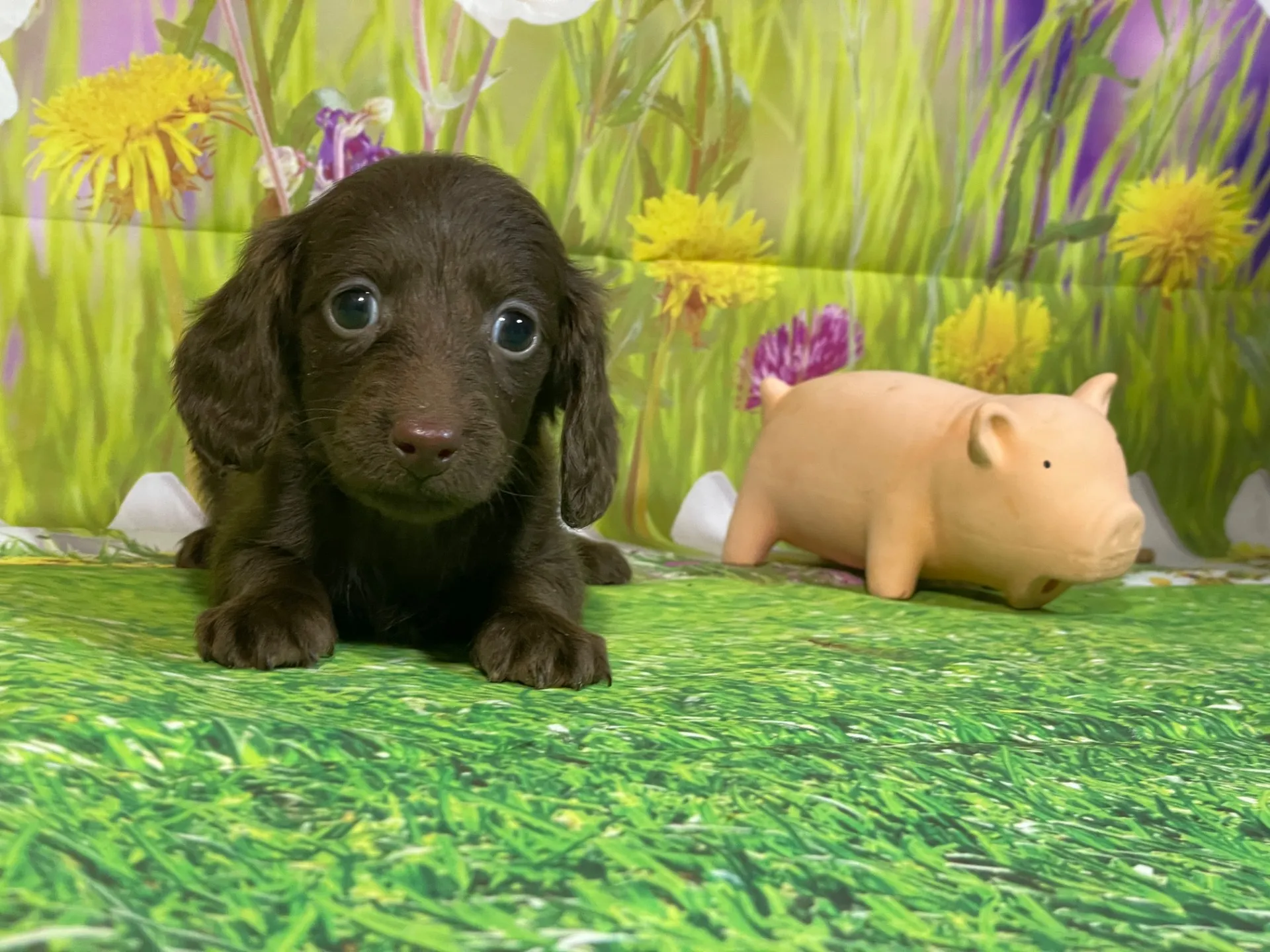 12/11生　チョコソリッド♀