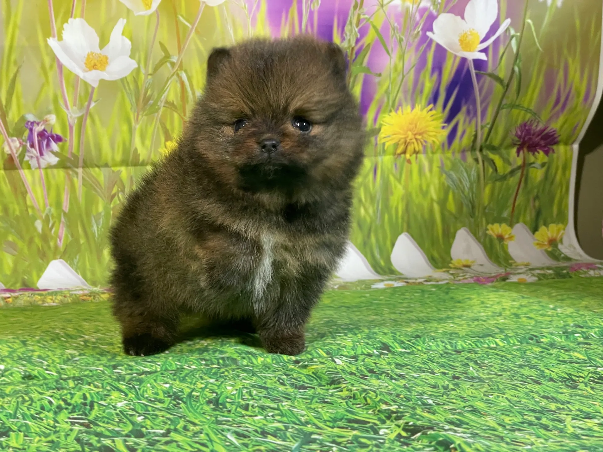 12/26生　オレンジ♂