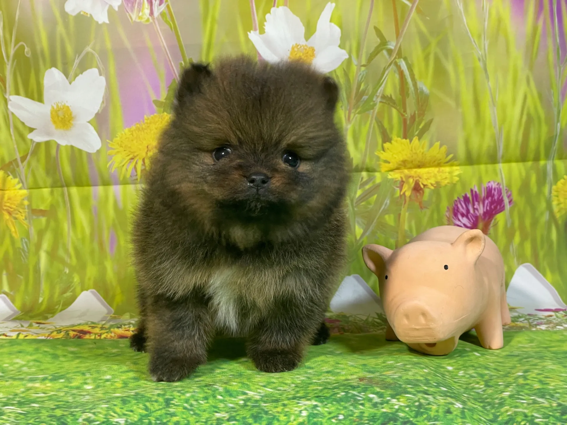 12/26生　オレンジ♂