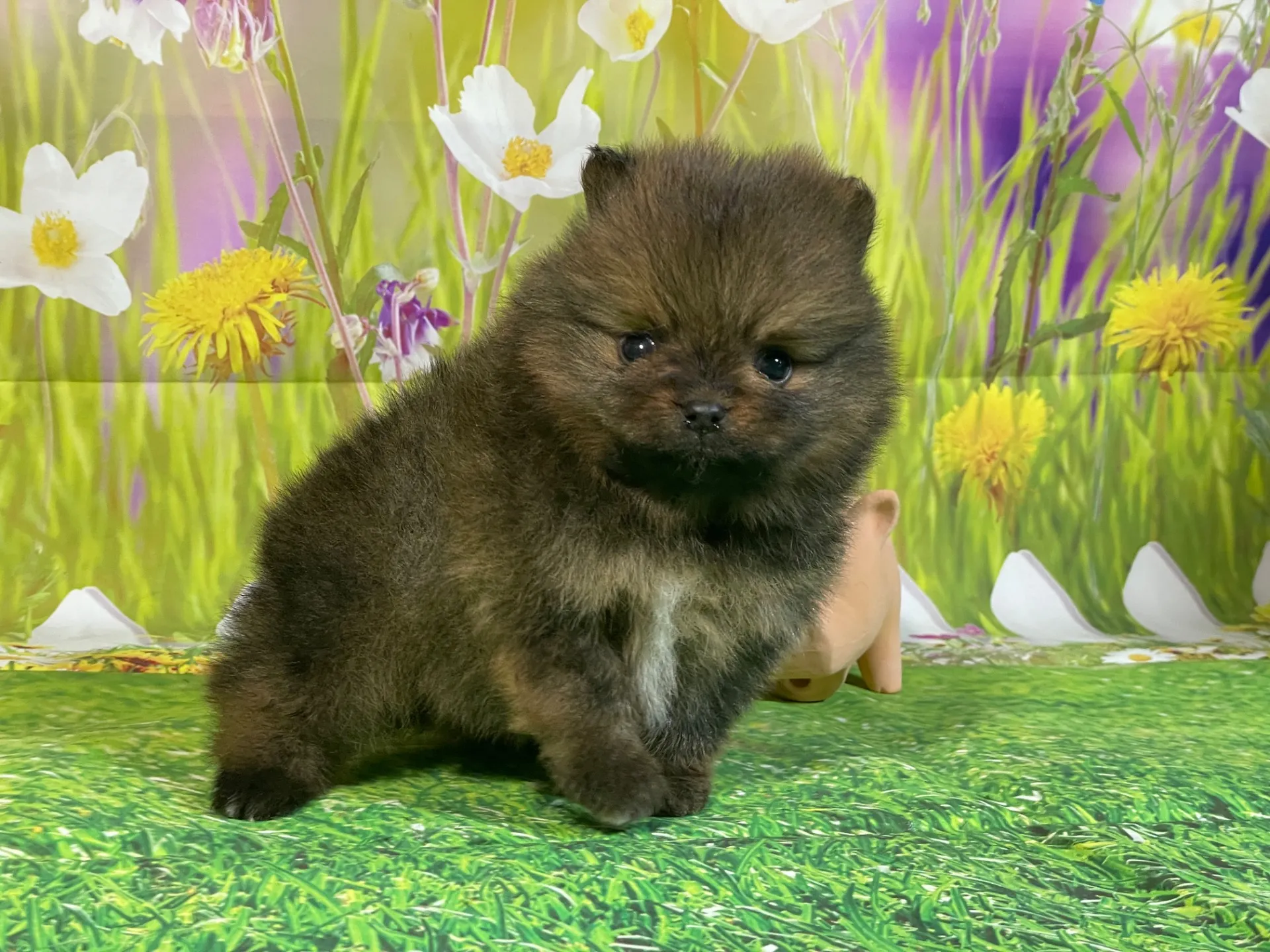 12/26生　オレンジ♂