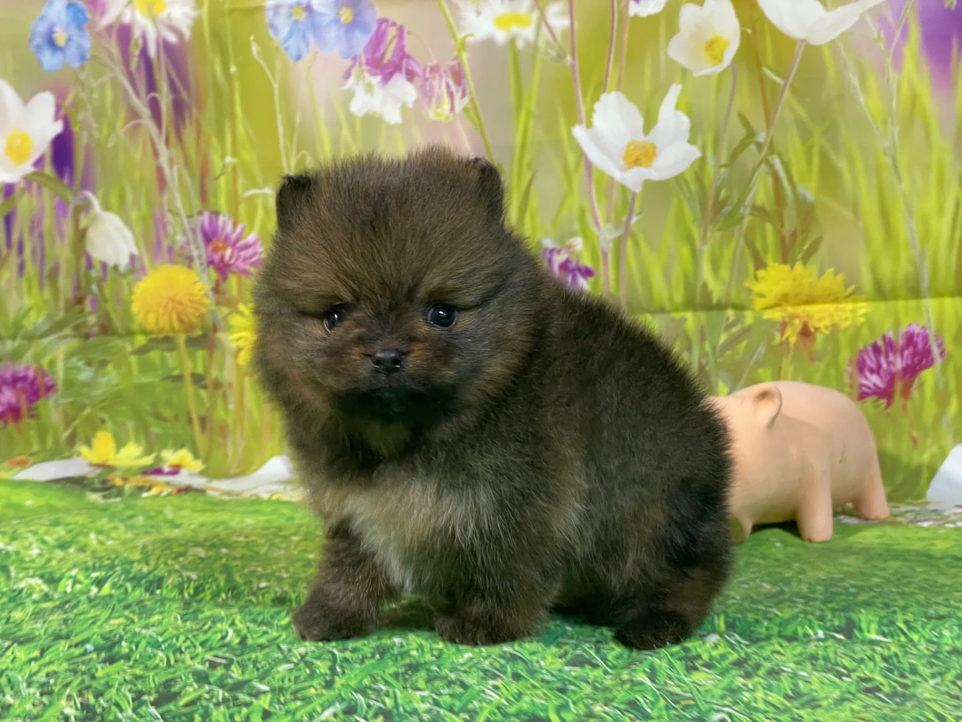 12/26生　オレンジ♂