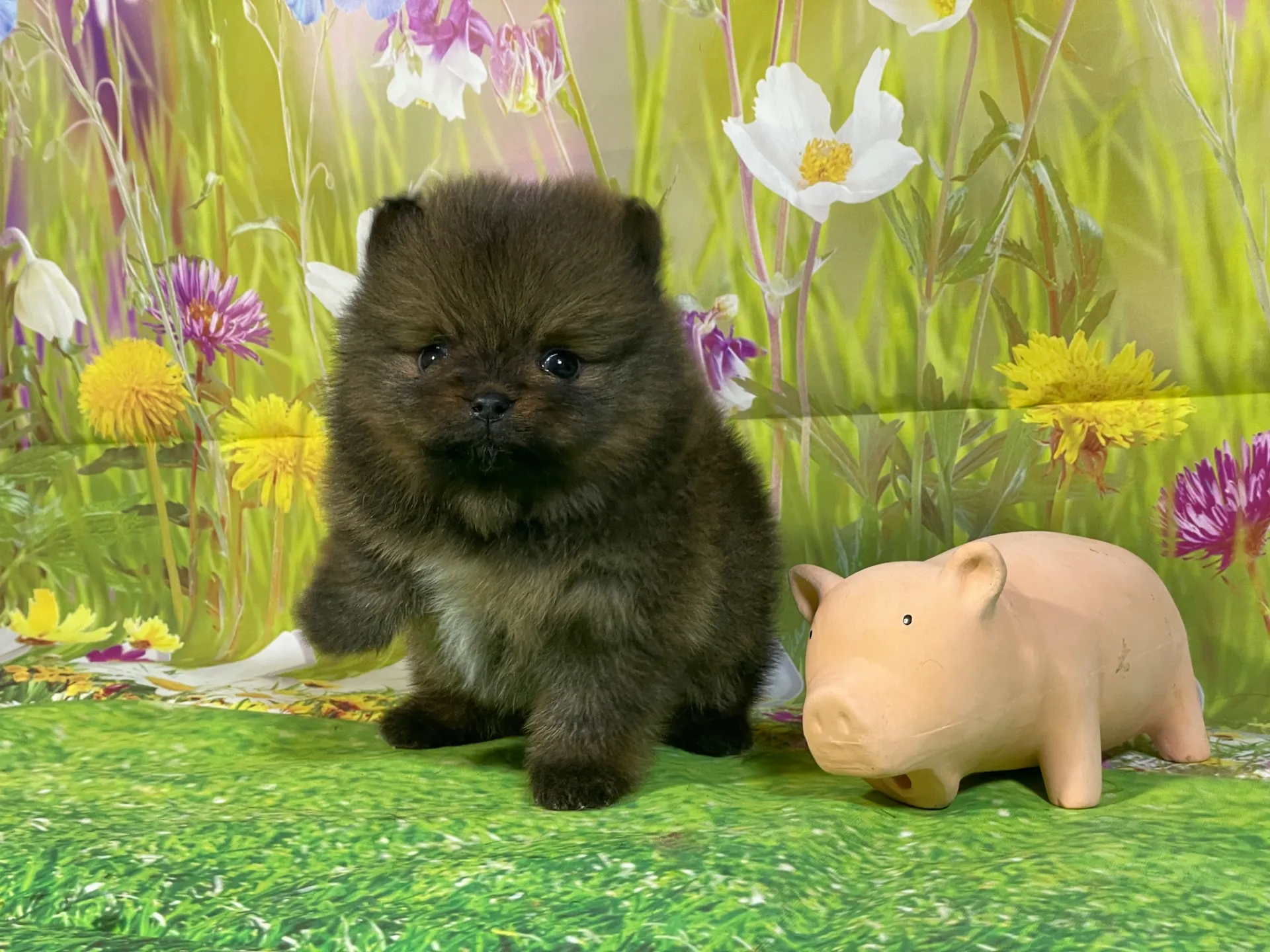 12/26生　オレンジ♂