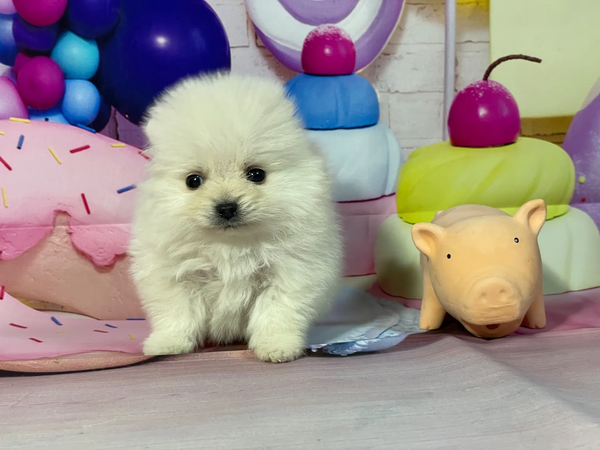 12/25生　クリーム♀