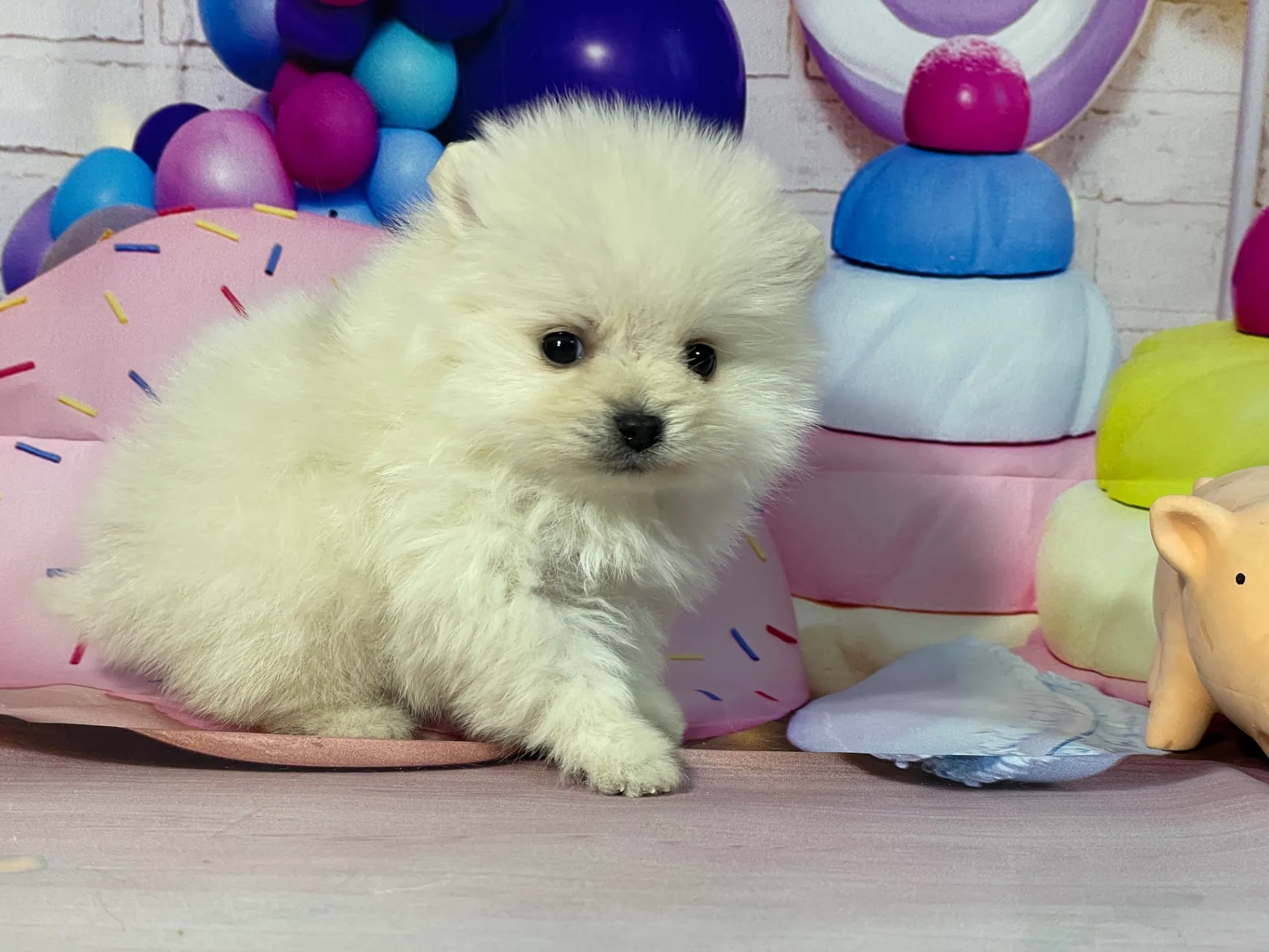 12/25生　クリーム♀