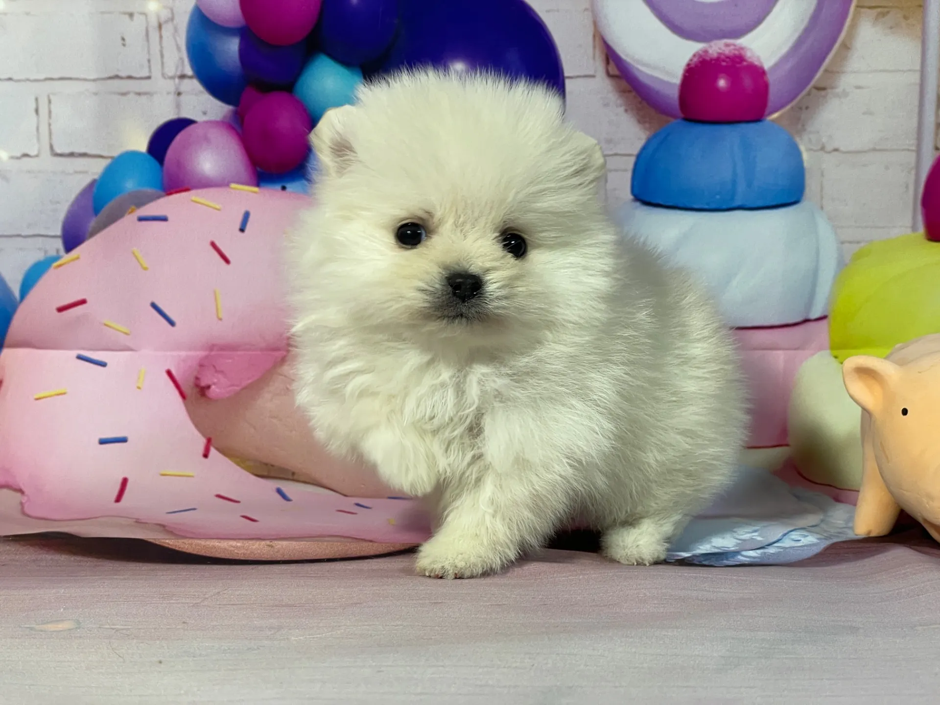 12/25生　クリーム♀