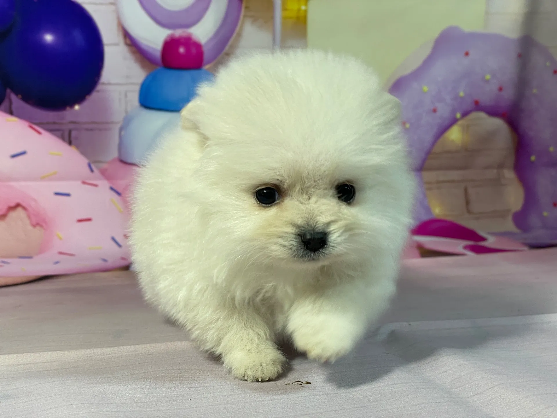 12/25生　クリーム♀