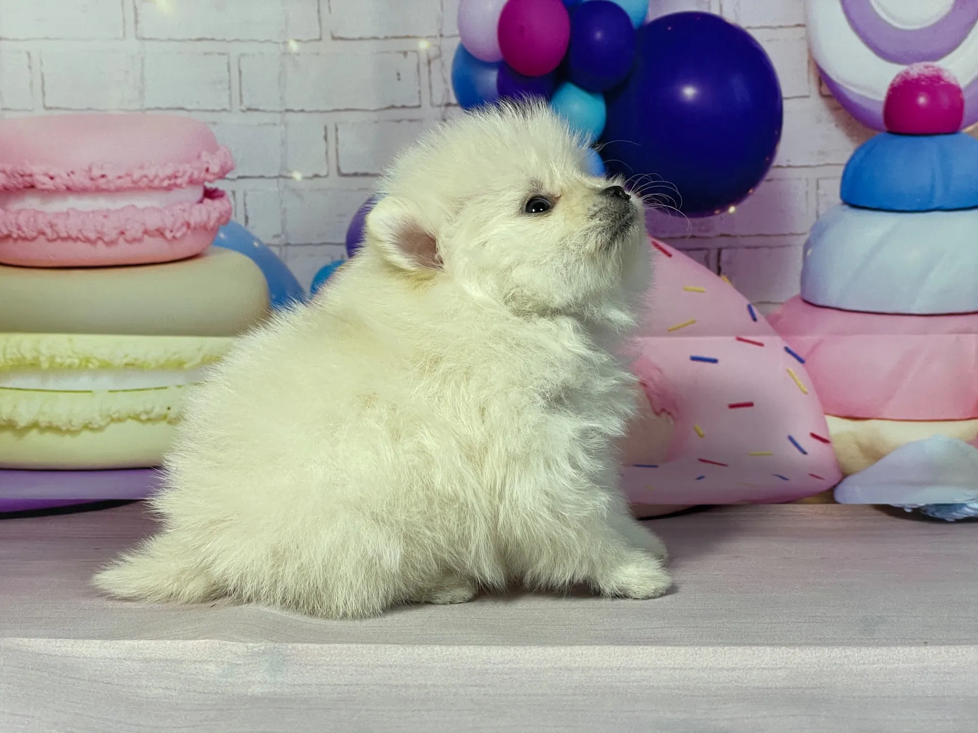 12/25生　クリーム♀