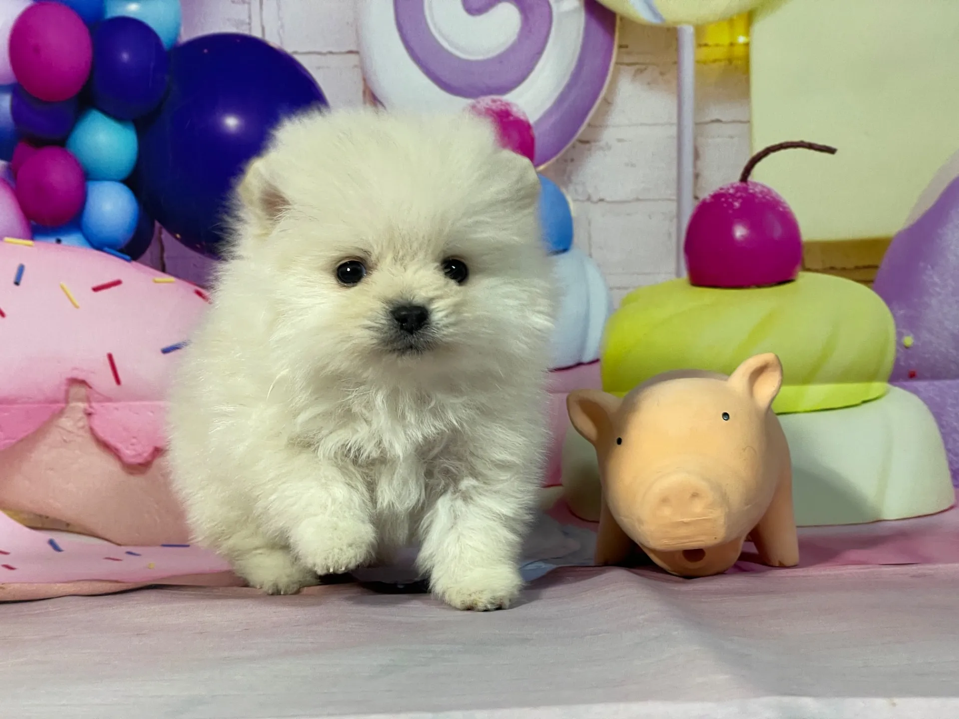 12/25生　クリーム♀