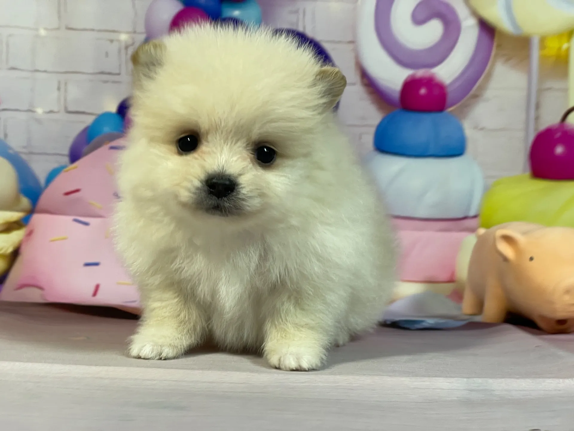 12/25生　クリーム♂