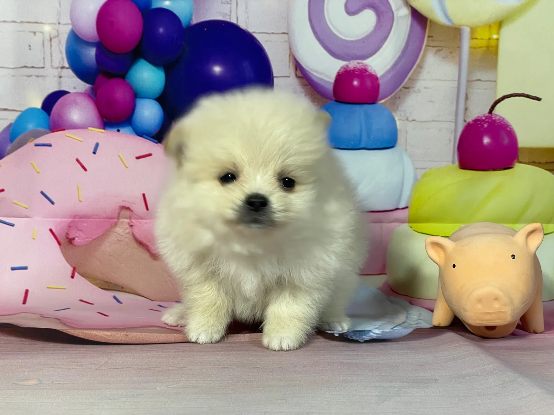 12/25生　クリーム♂