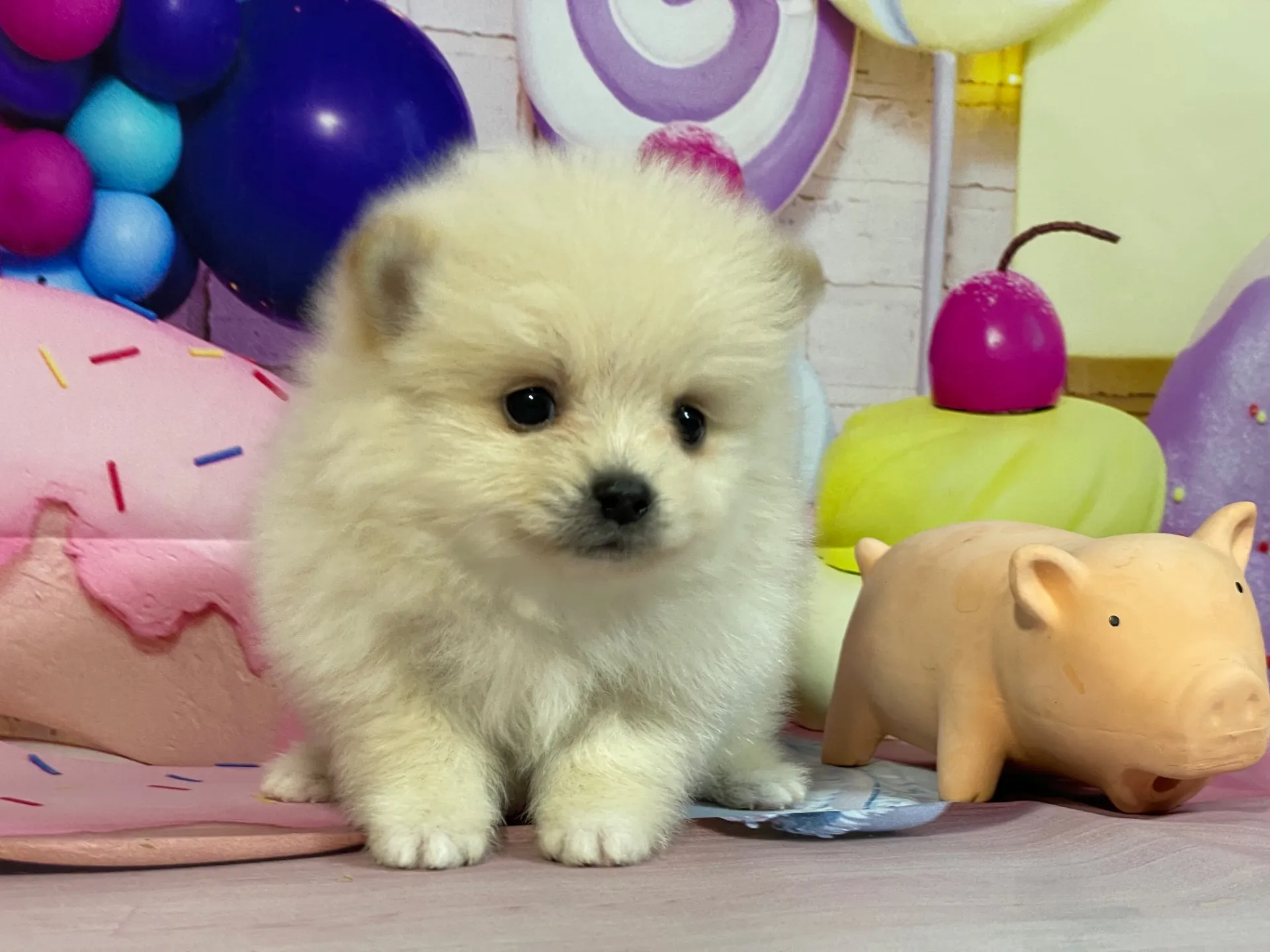 12/25生　クリーム♂