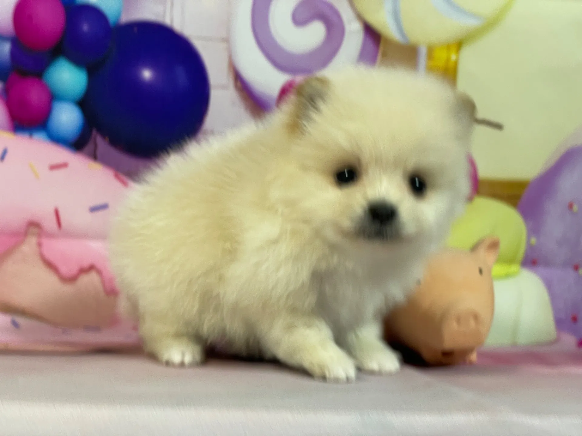 12/25生　クリーム♂