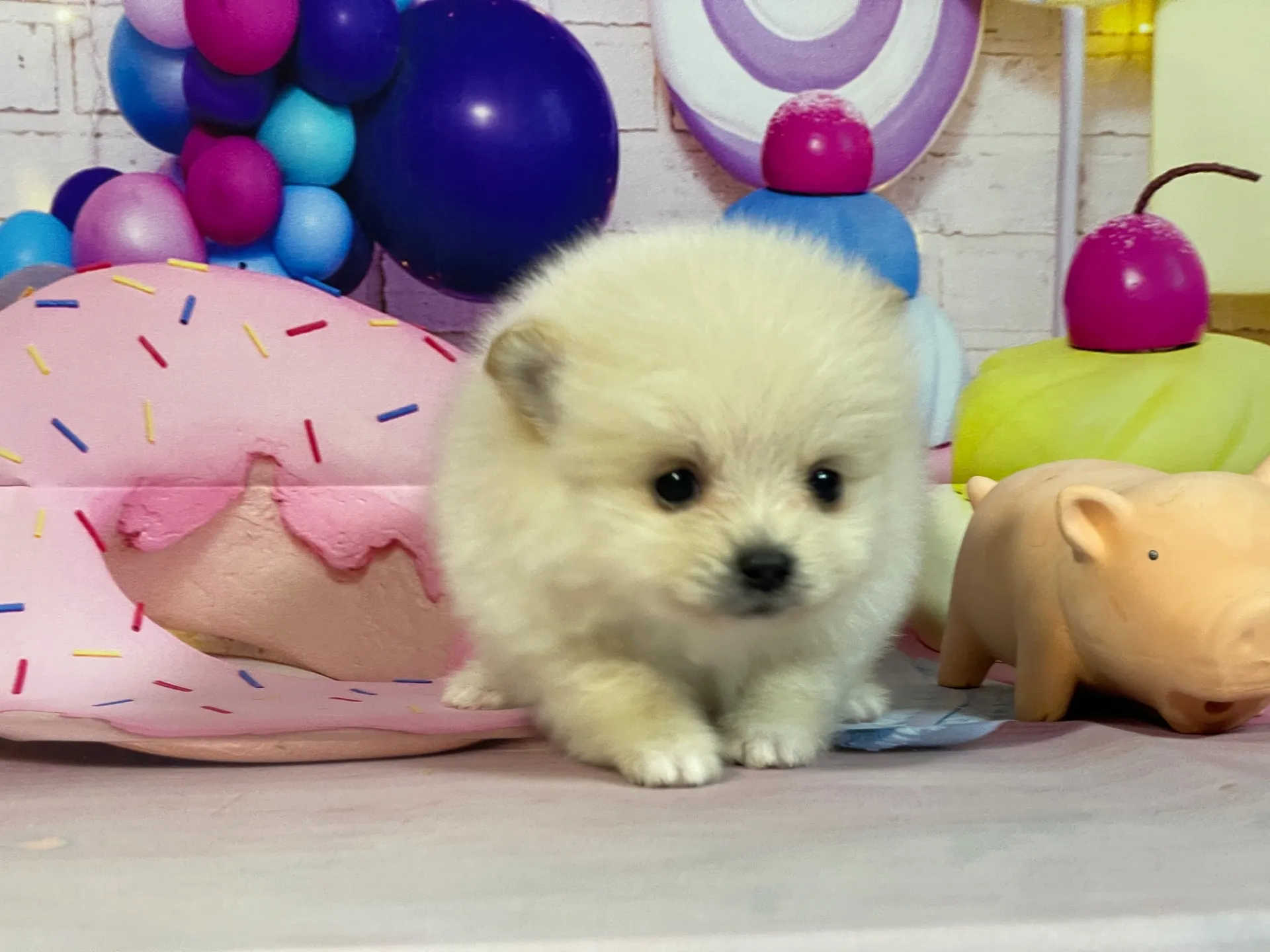 12/25生　クリーム♂