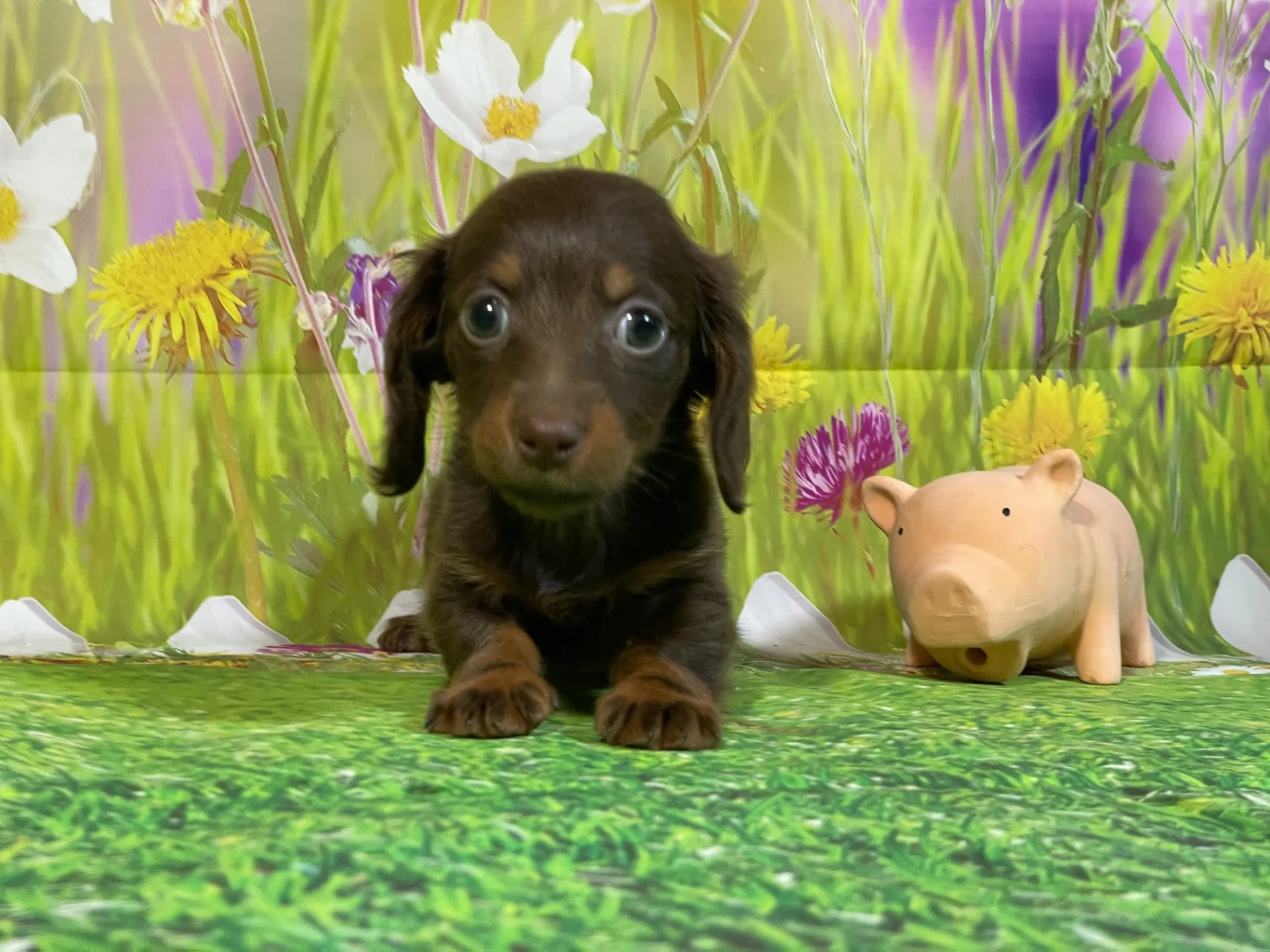 12/11生　チョコタン♀